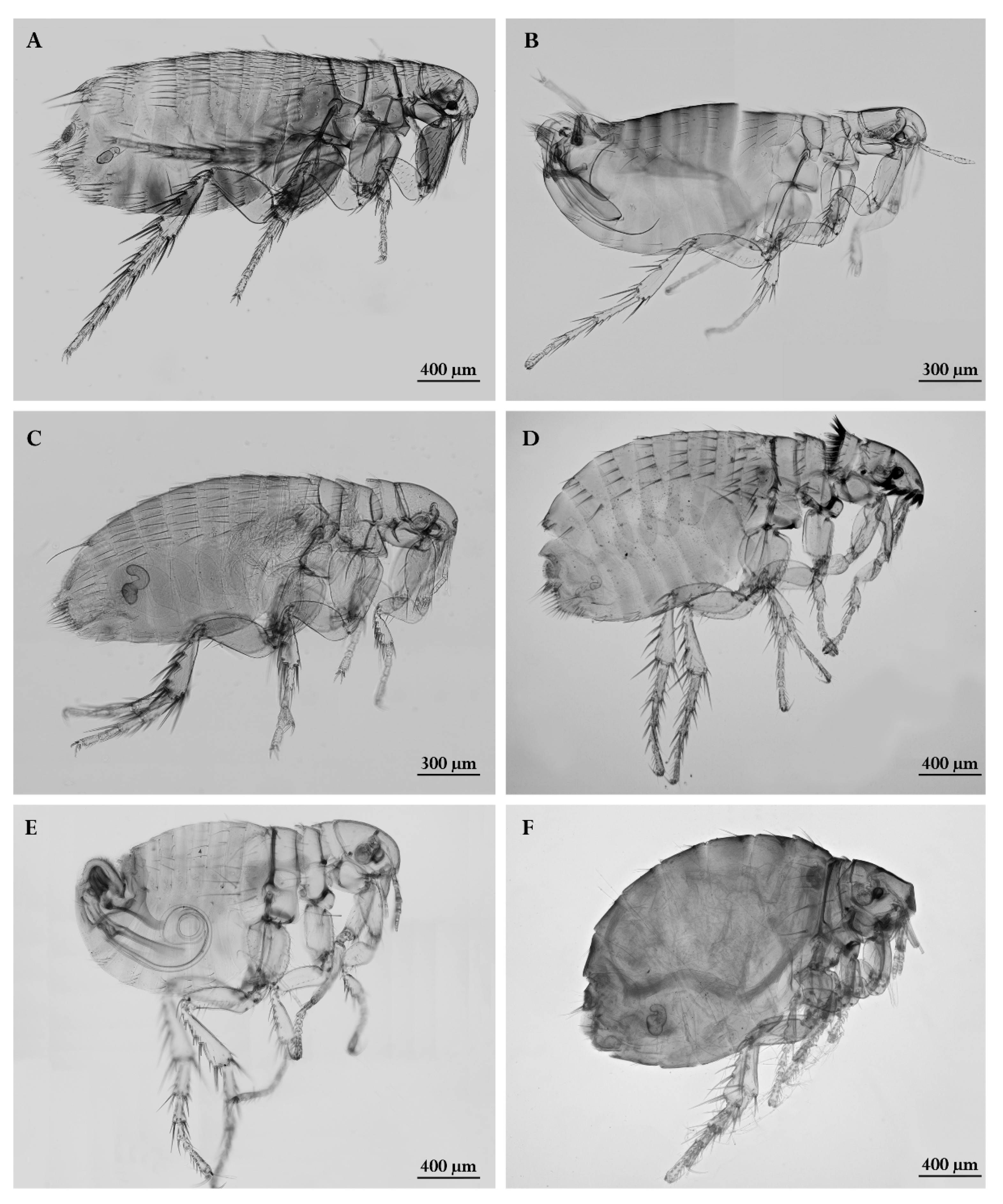 Preprints 139307 g004