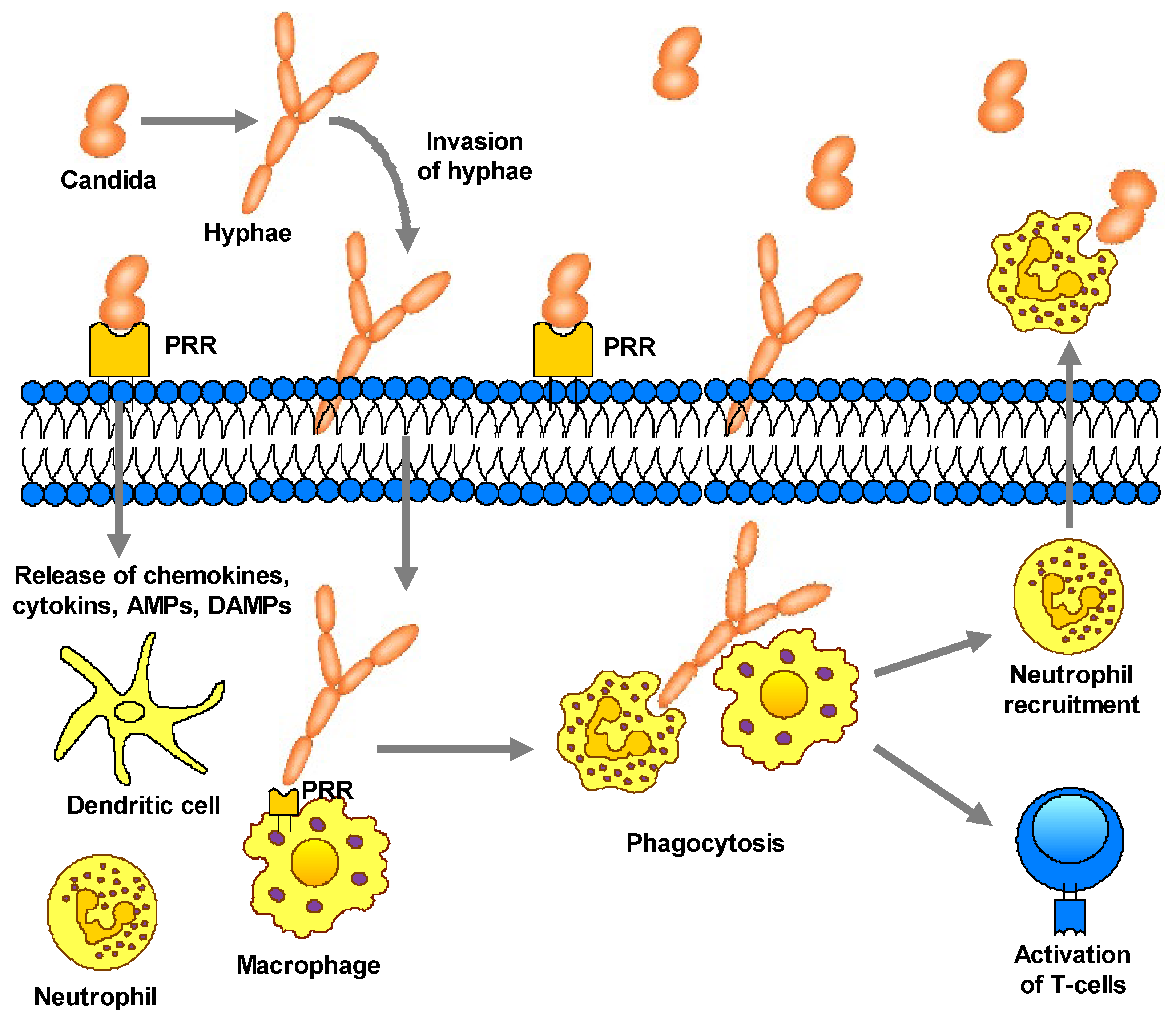 Preprints 175458 g002