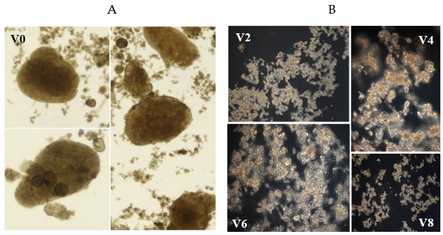Preprints 93915 g005