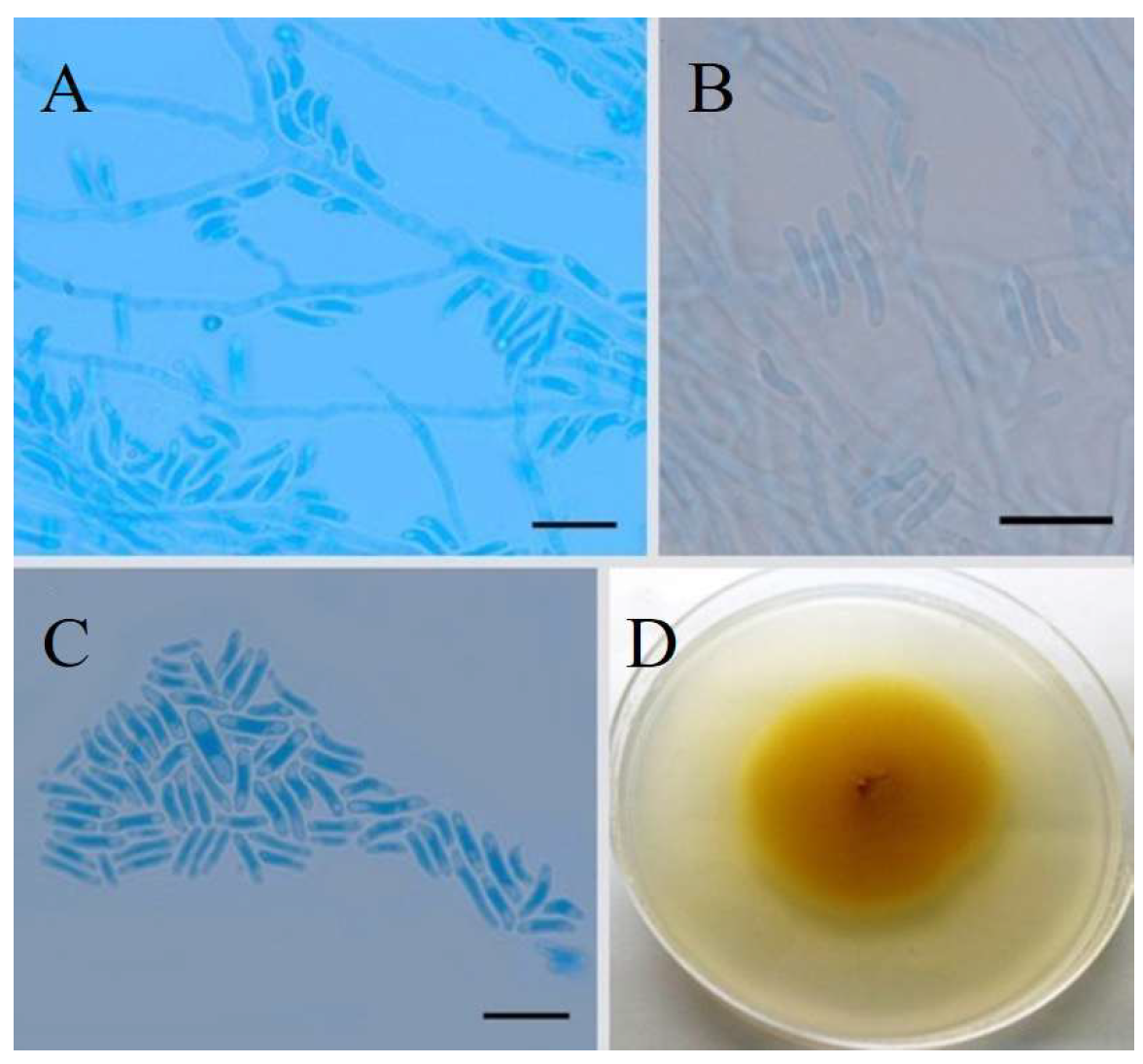 Preprints 199663 g001