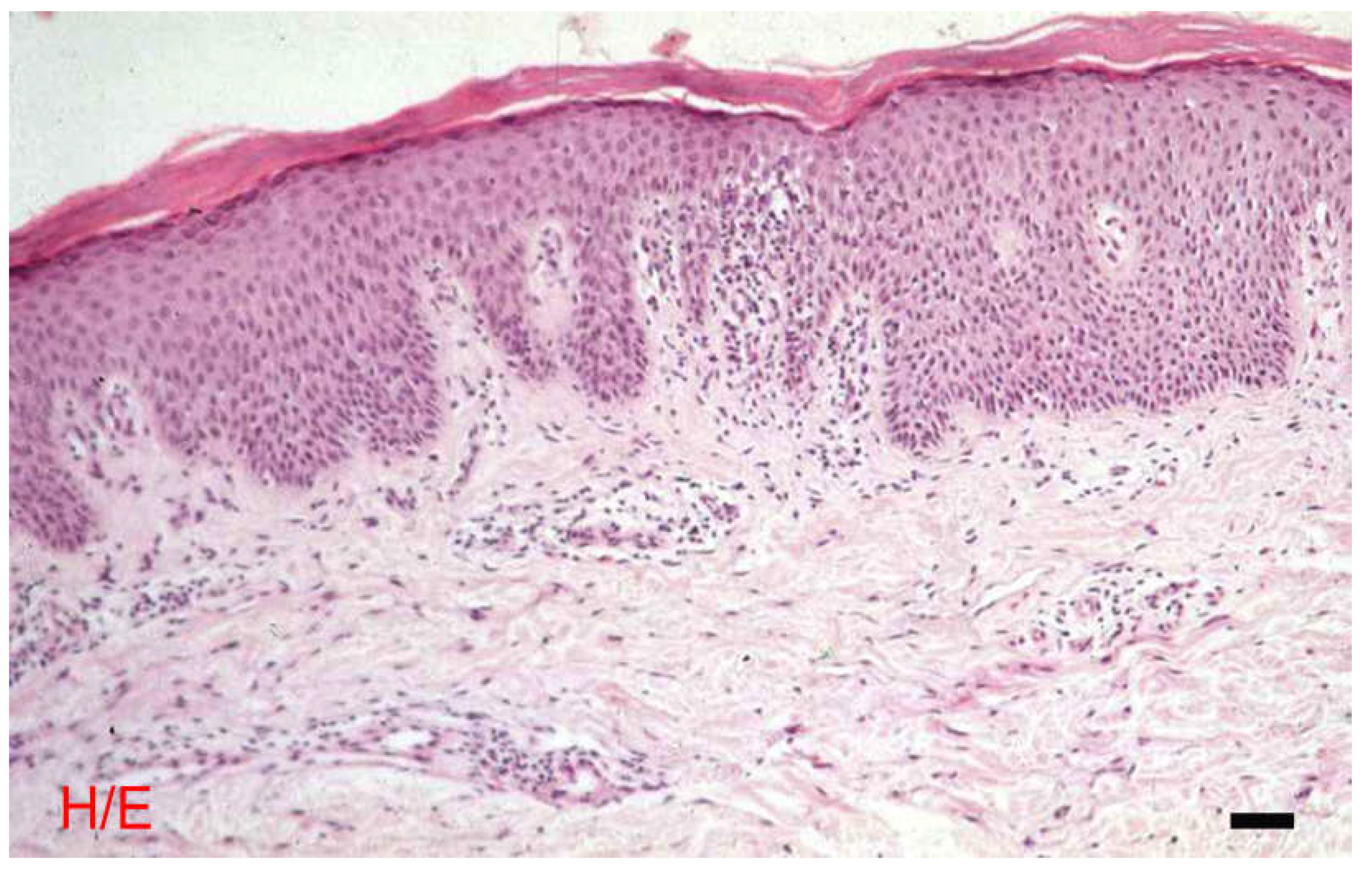 Preprints 104938 g001