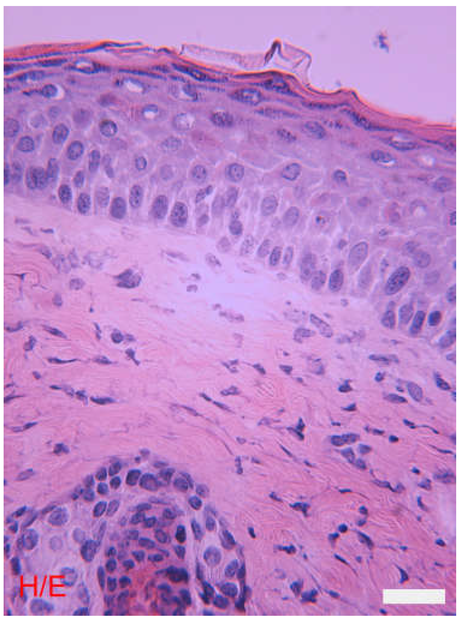 Preprints 104938 g002