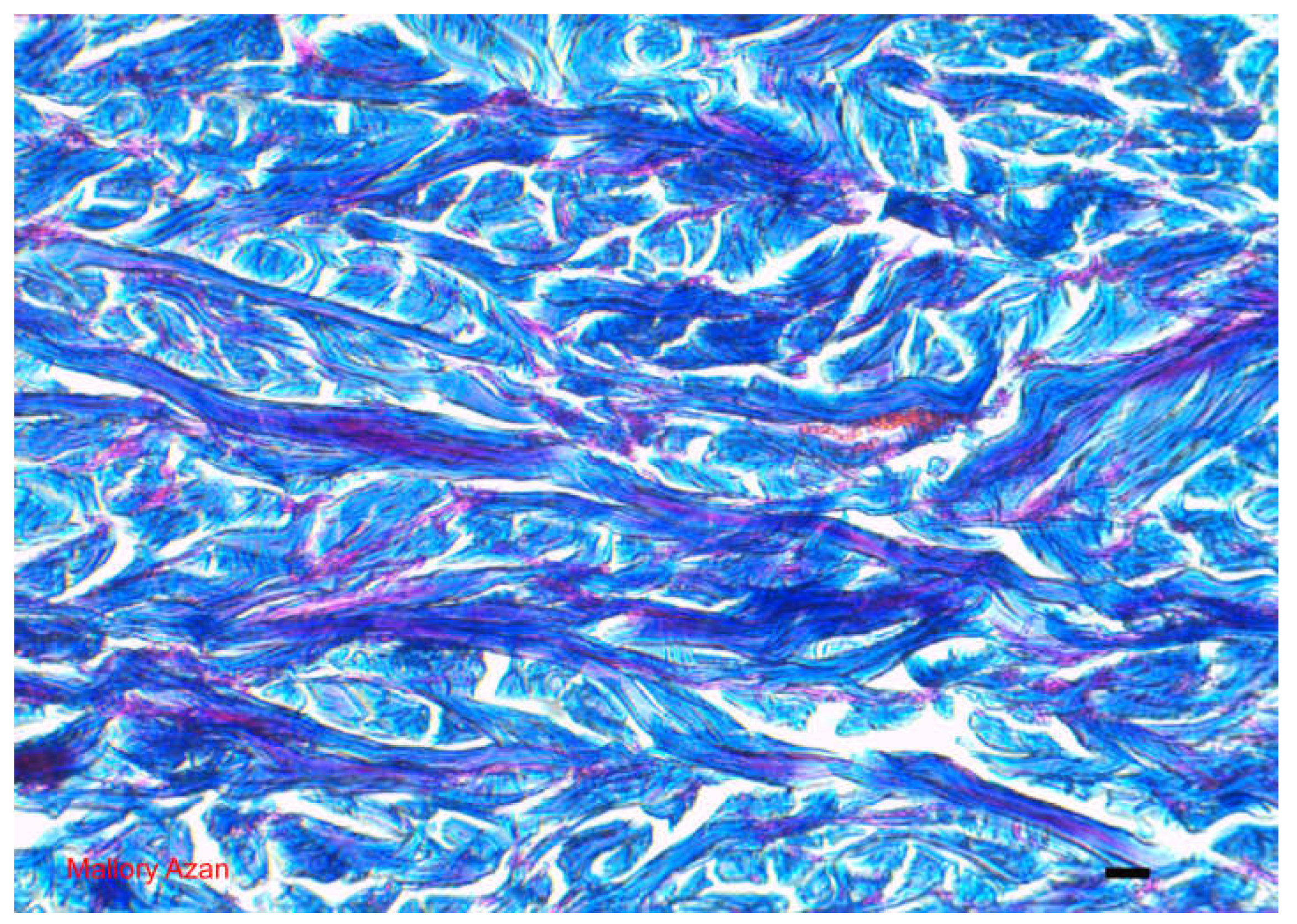 Preprints 104938 g003