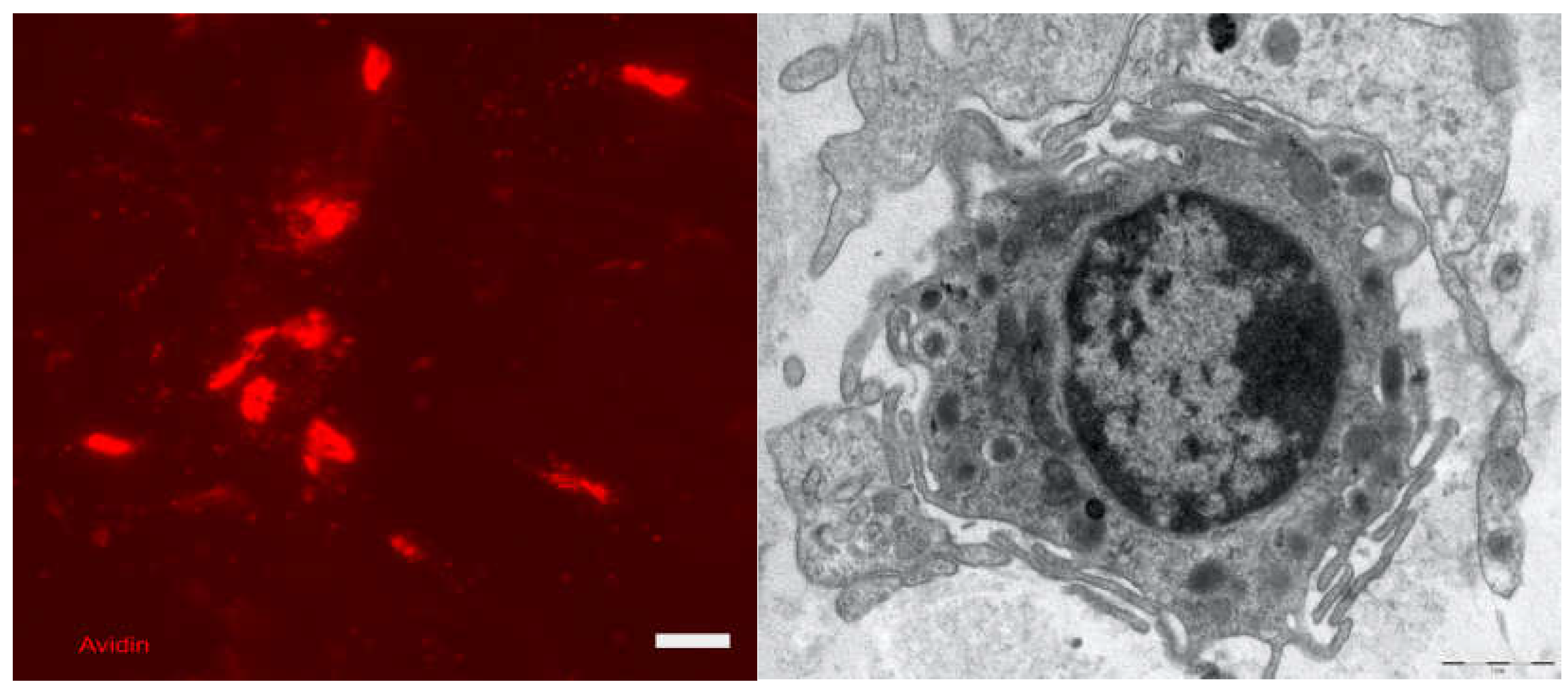 Preprints 104938 g006