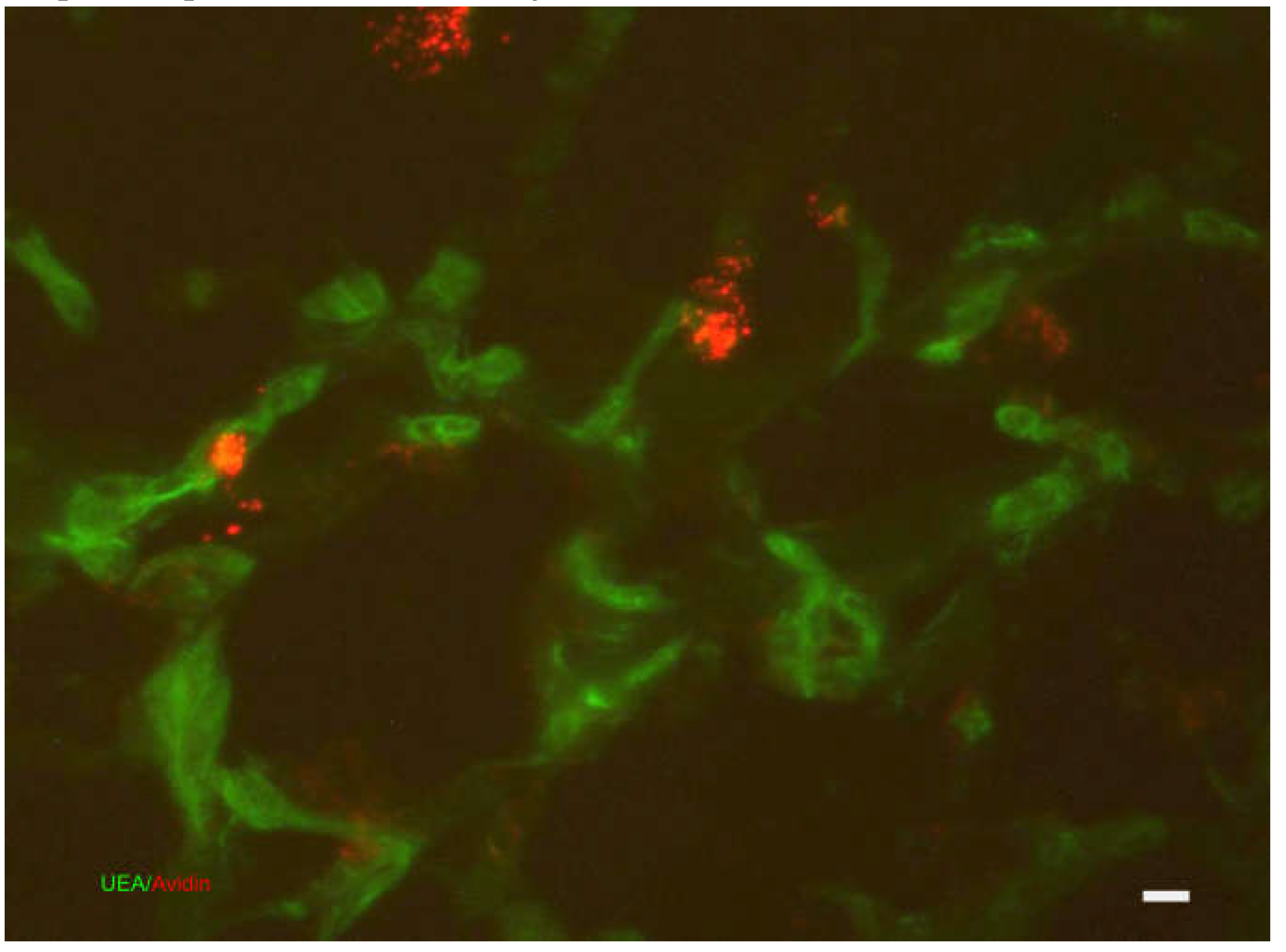 Preprints 104938 g008