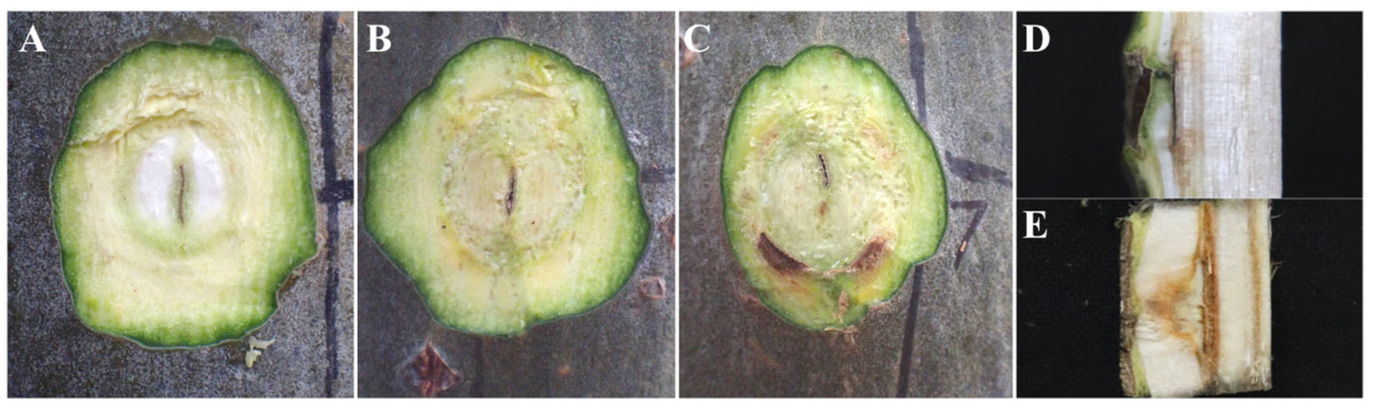 Preprints 100495 g002