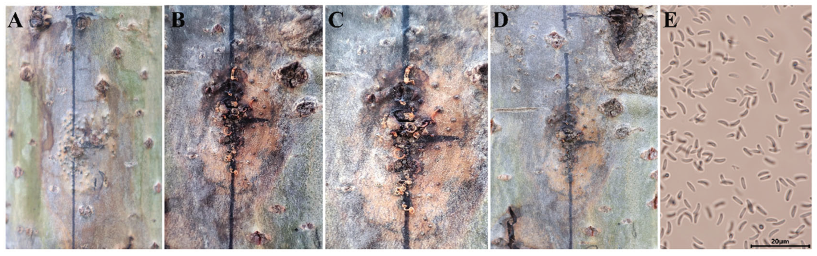 Preprints 100495 g008
