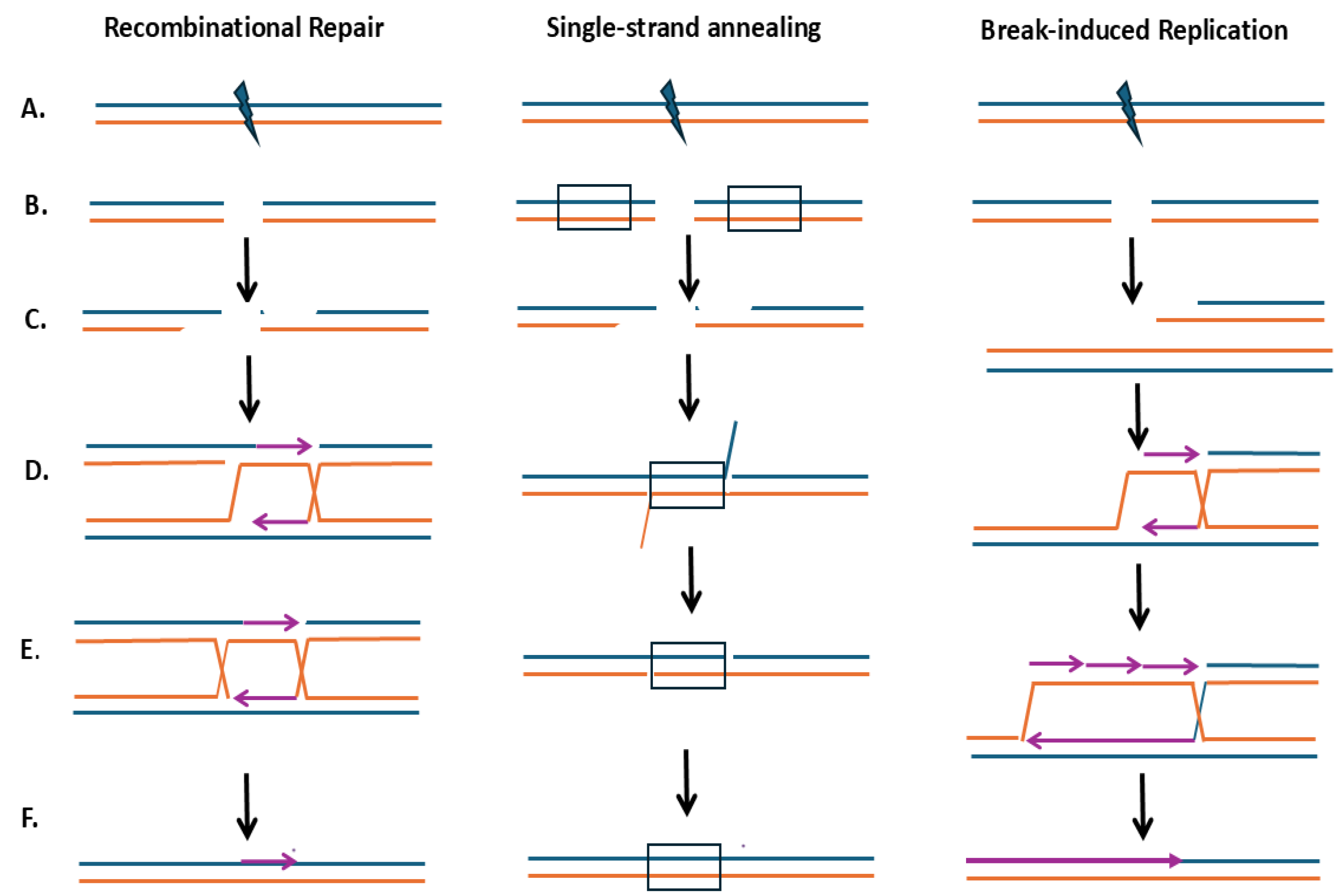 Preprints 192558 g001