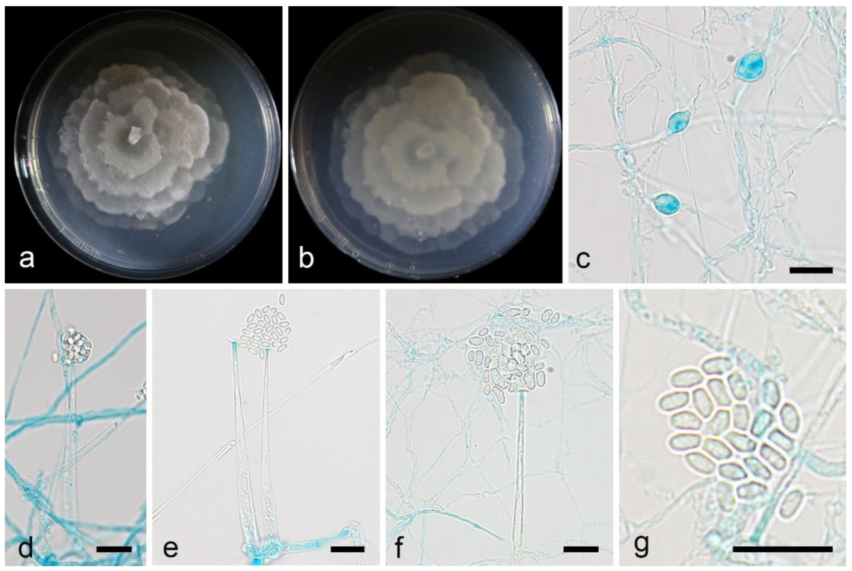 Preprints 157129 g004