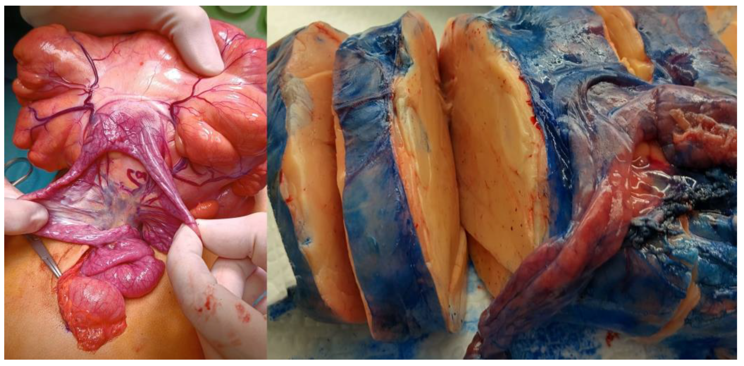 Preprints 152391 g002