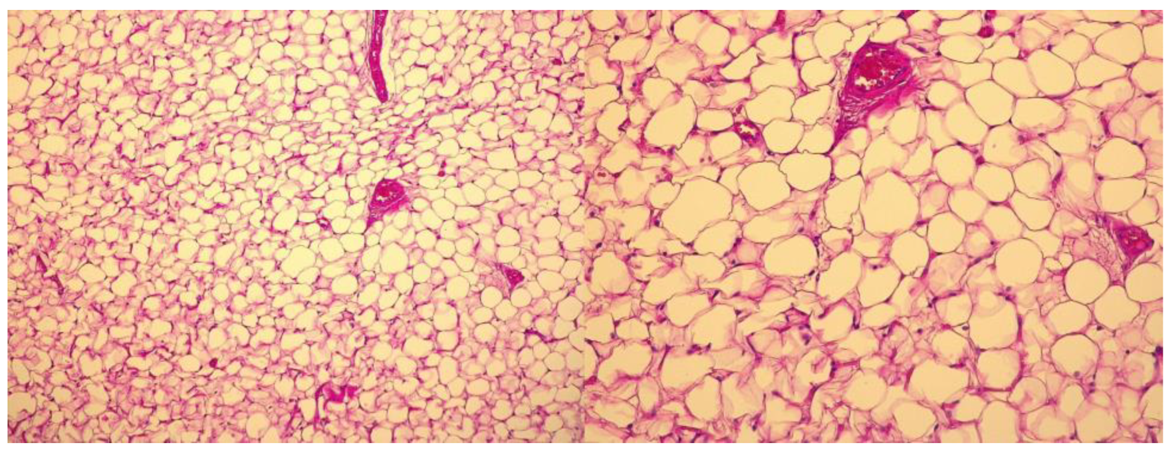 Preprints 152391 g003