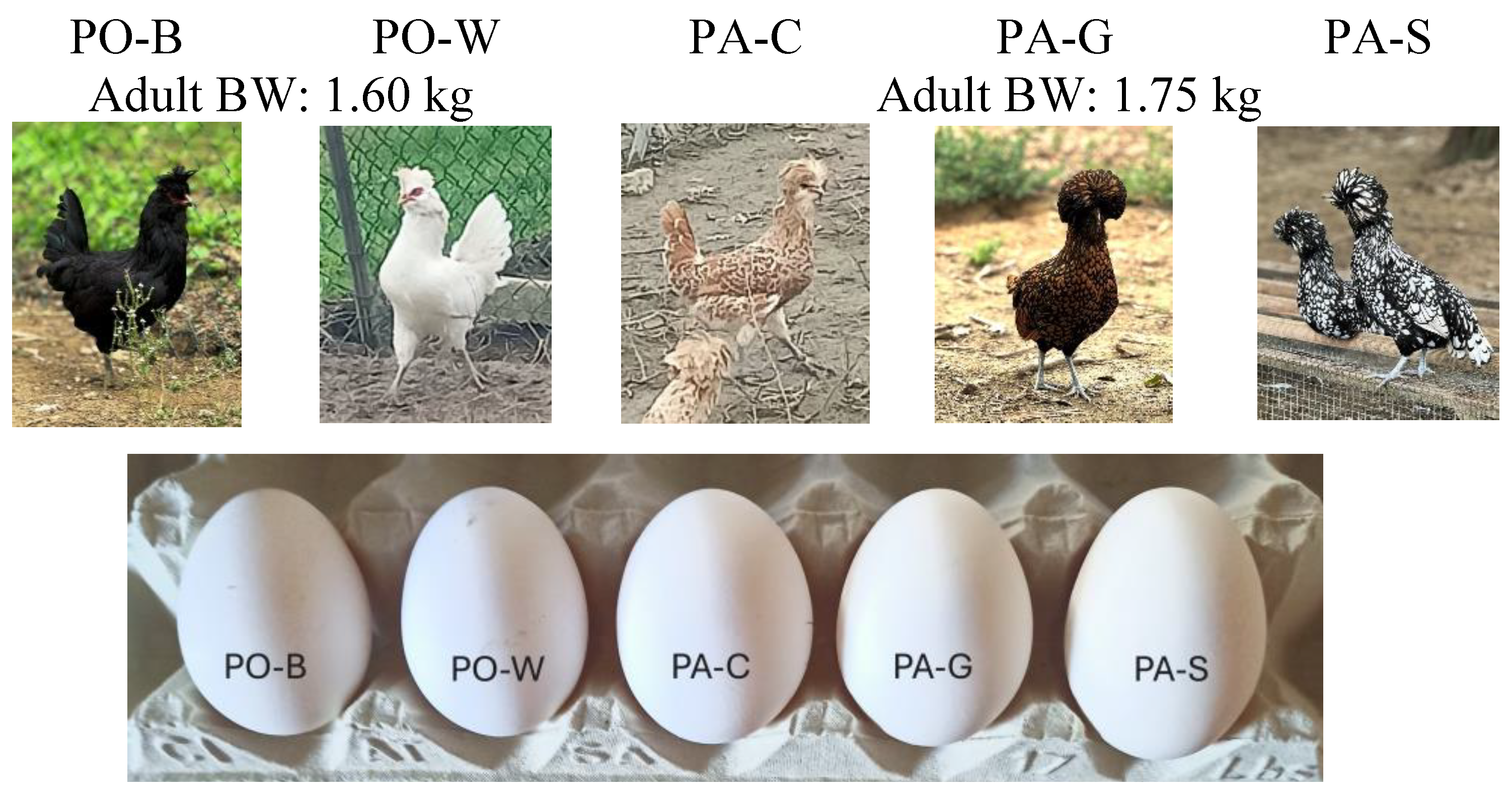 Preprints 190228 g001