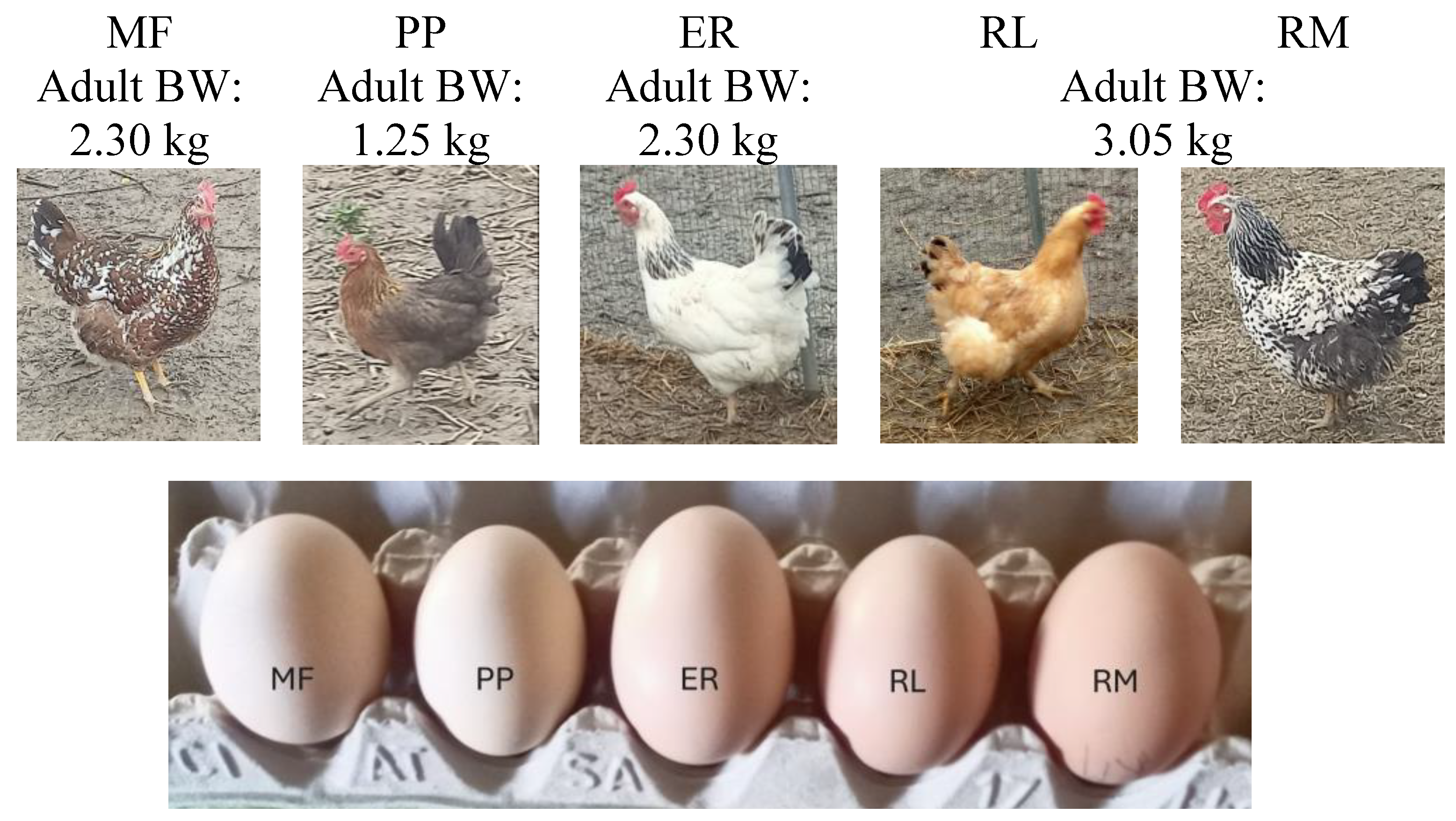 Preprints 190228 g002