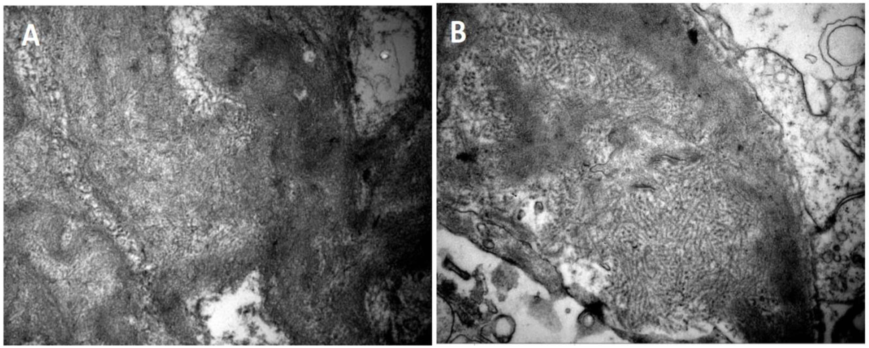 Preprints 156216 g002