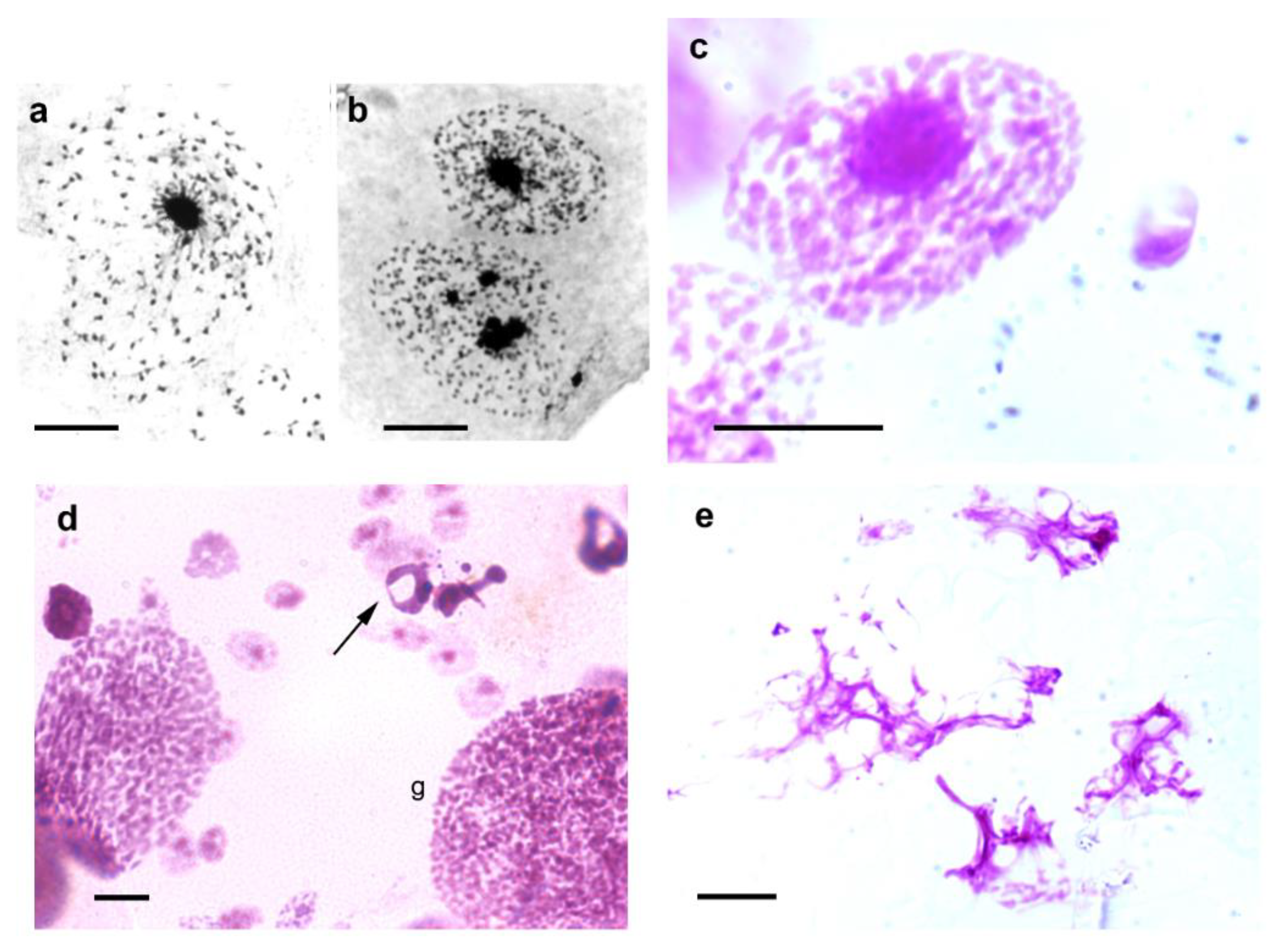 Preprints 79700 g003