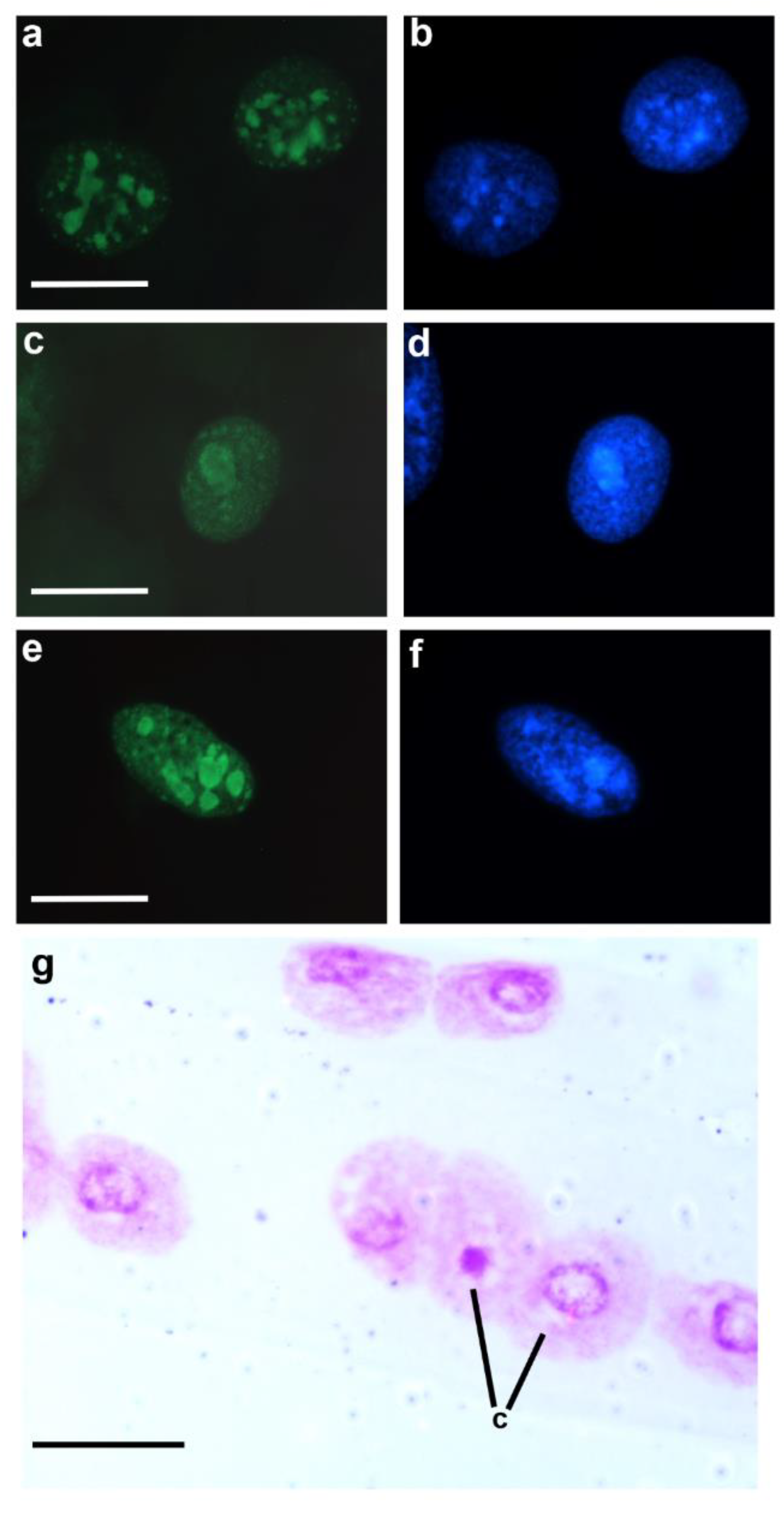 Preprints 79700 g004
