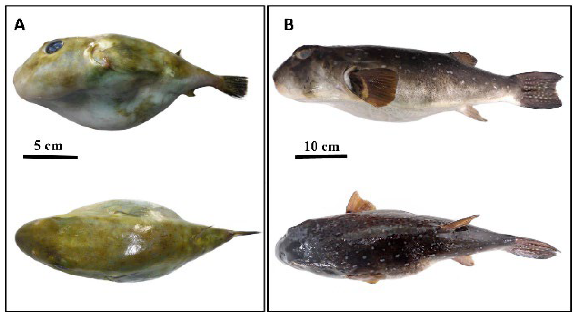 Preprints 195756 g002