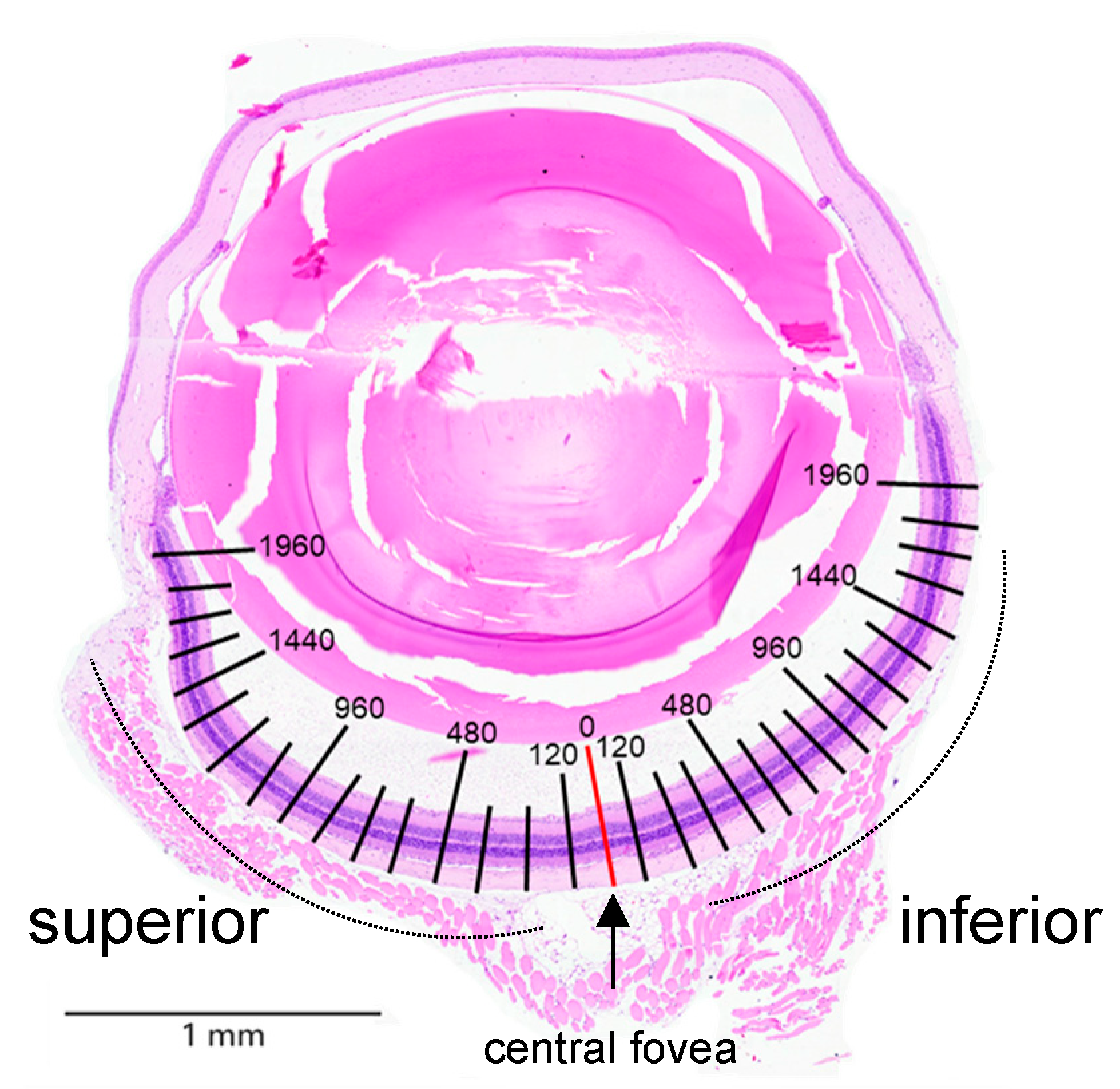 Preprints 164542 g0a1