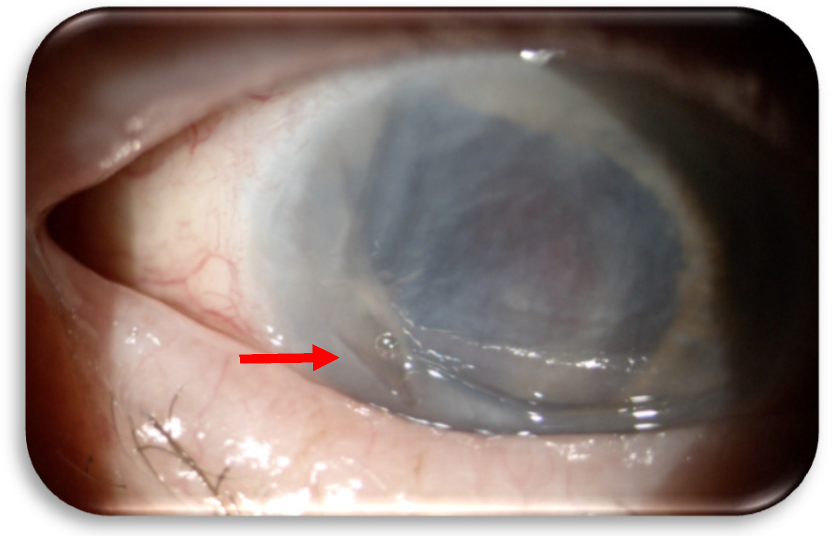 Preprints 158748 g001