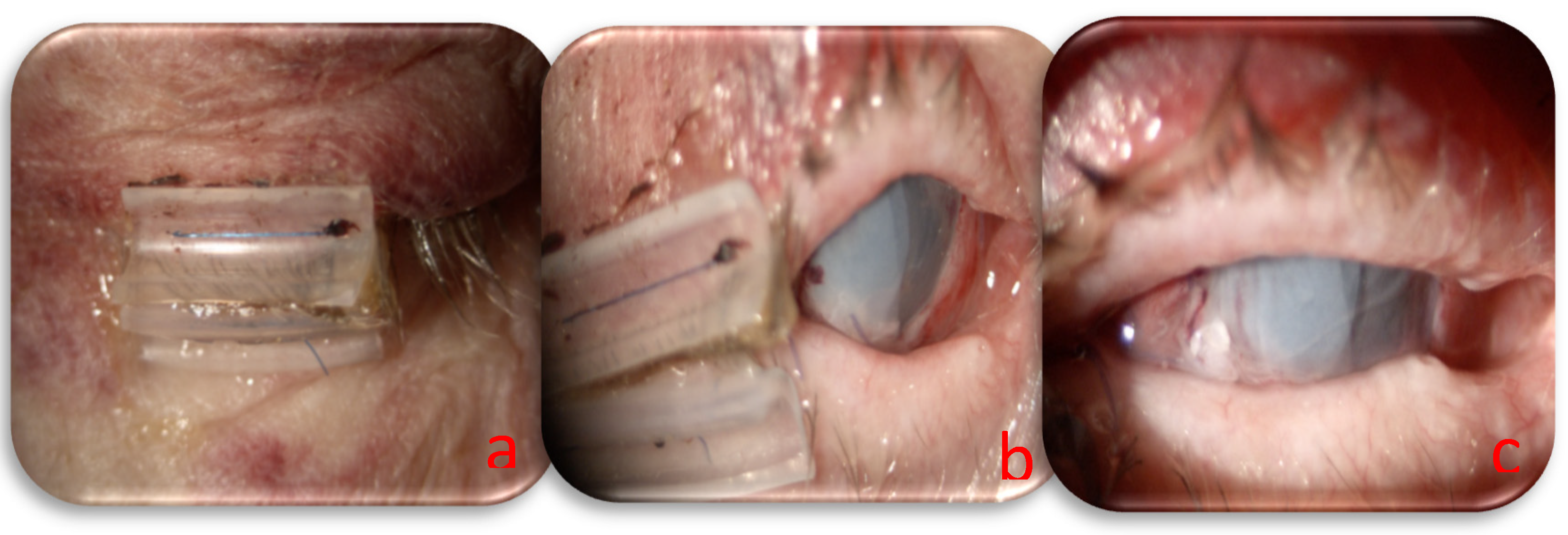 Preprints 158748 g002