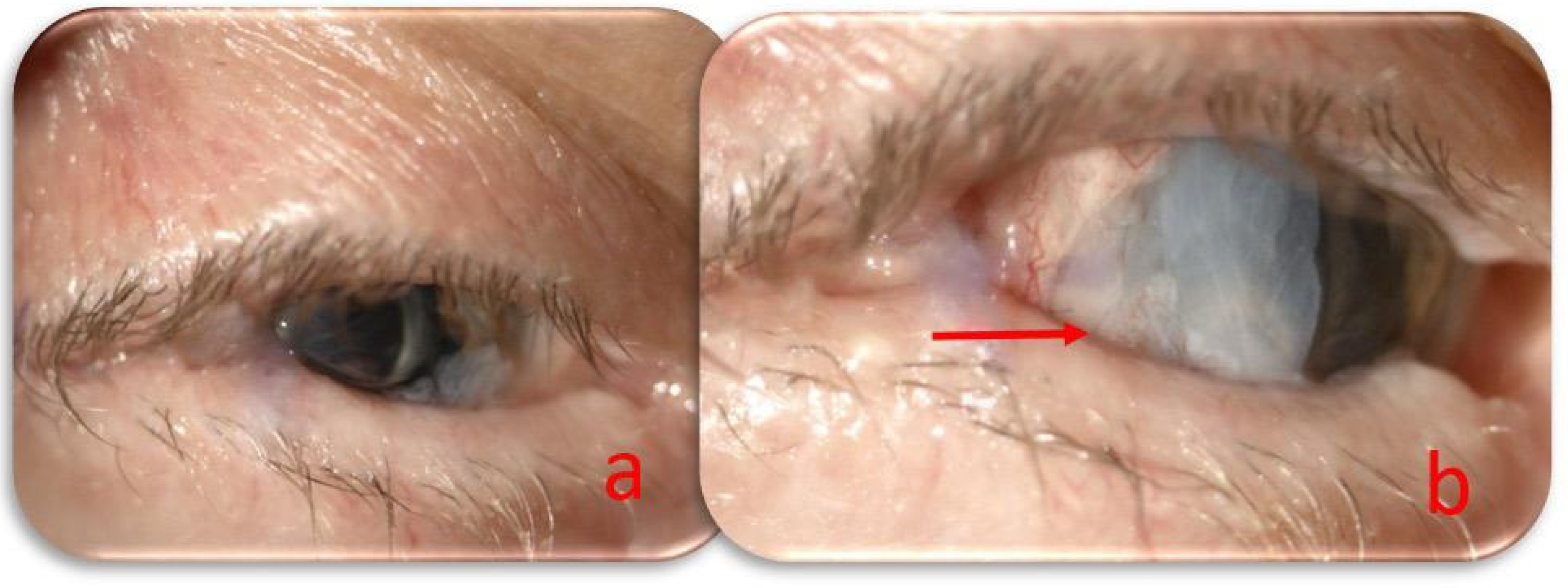 Preprints 158748 g003