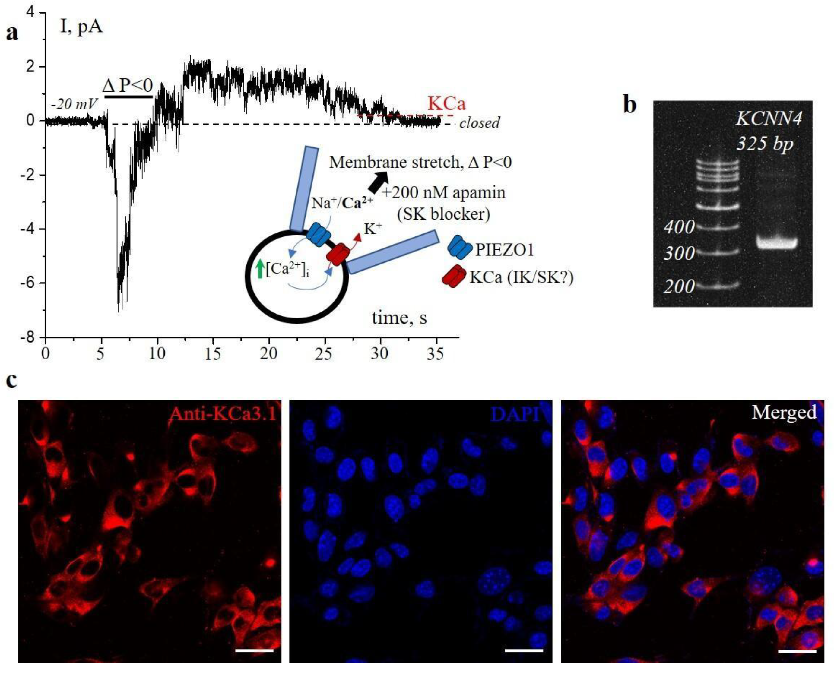 Preprints 194355 g001