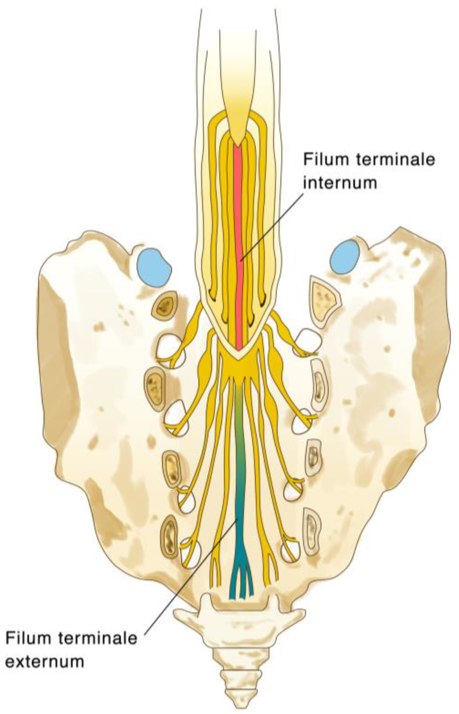 Preprints 93551 g001