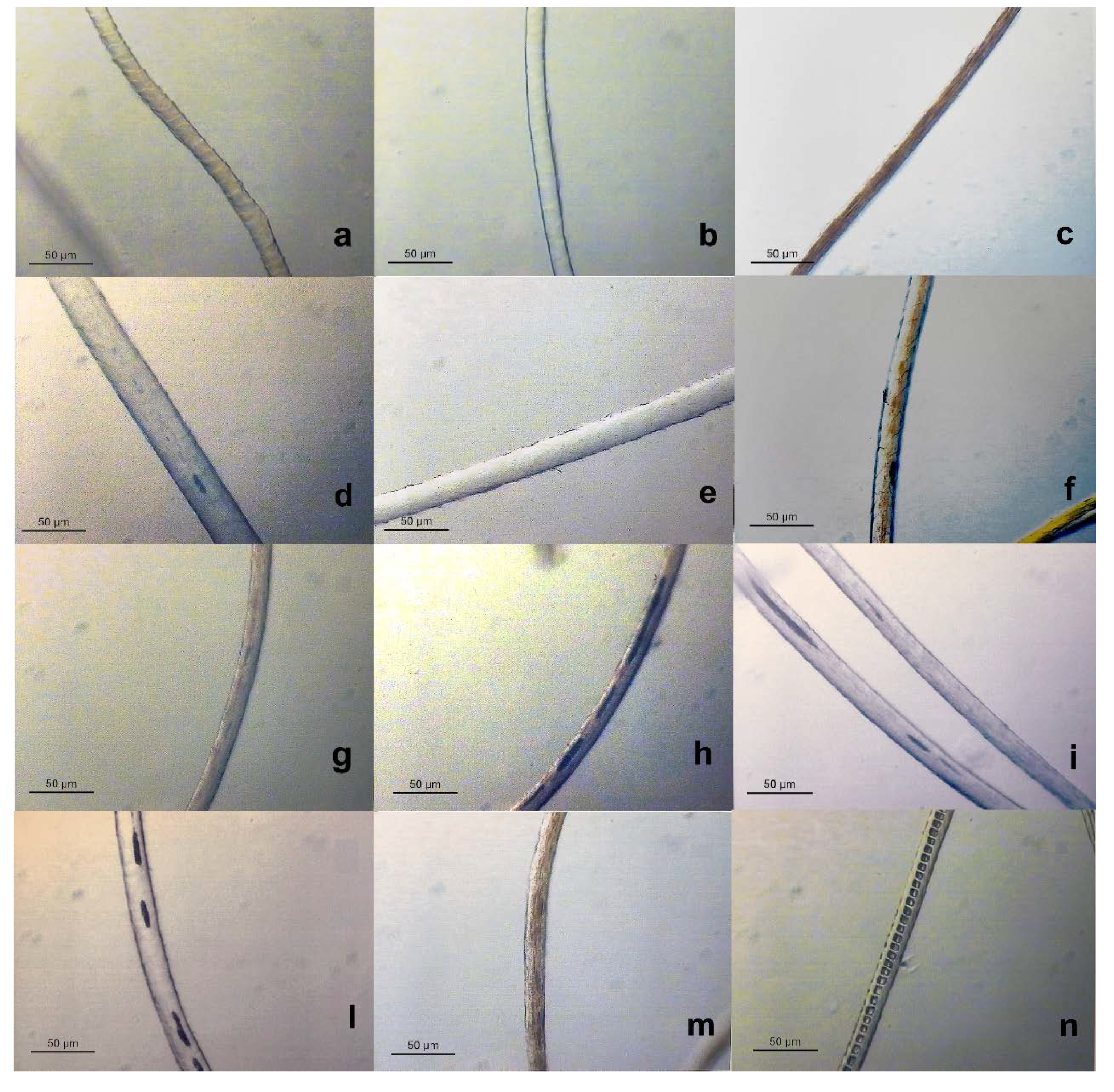 Preprints 72951 g004