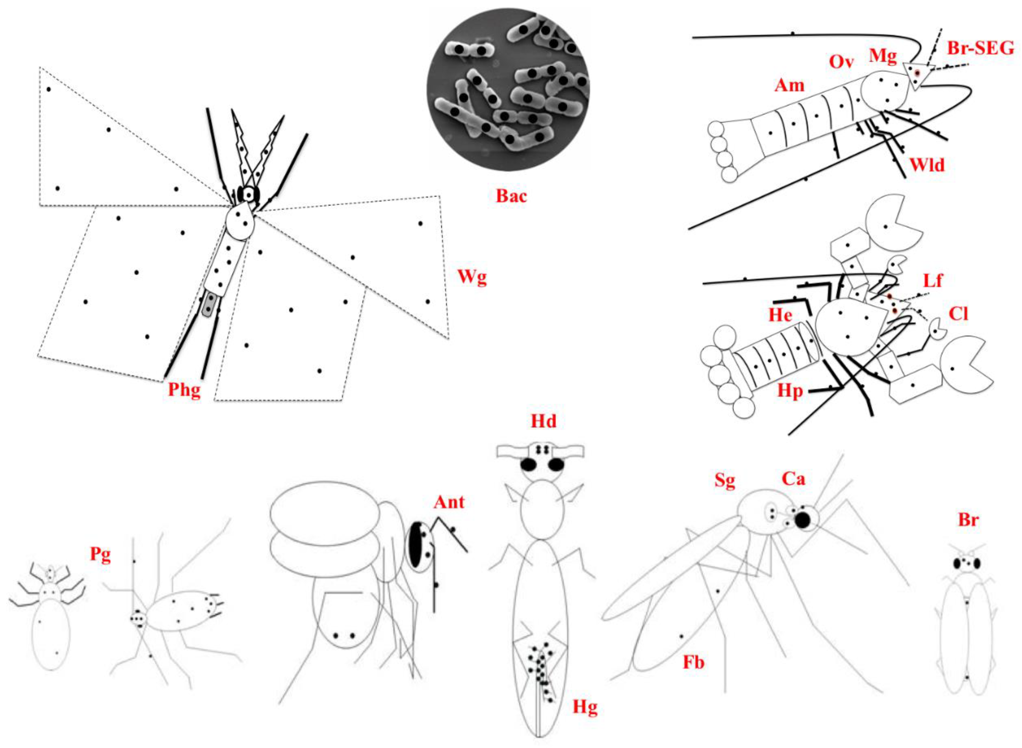Preprints 100267 g002