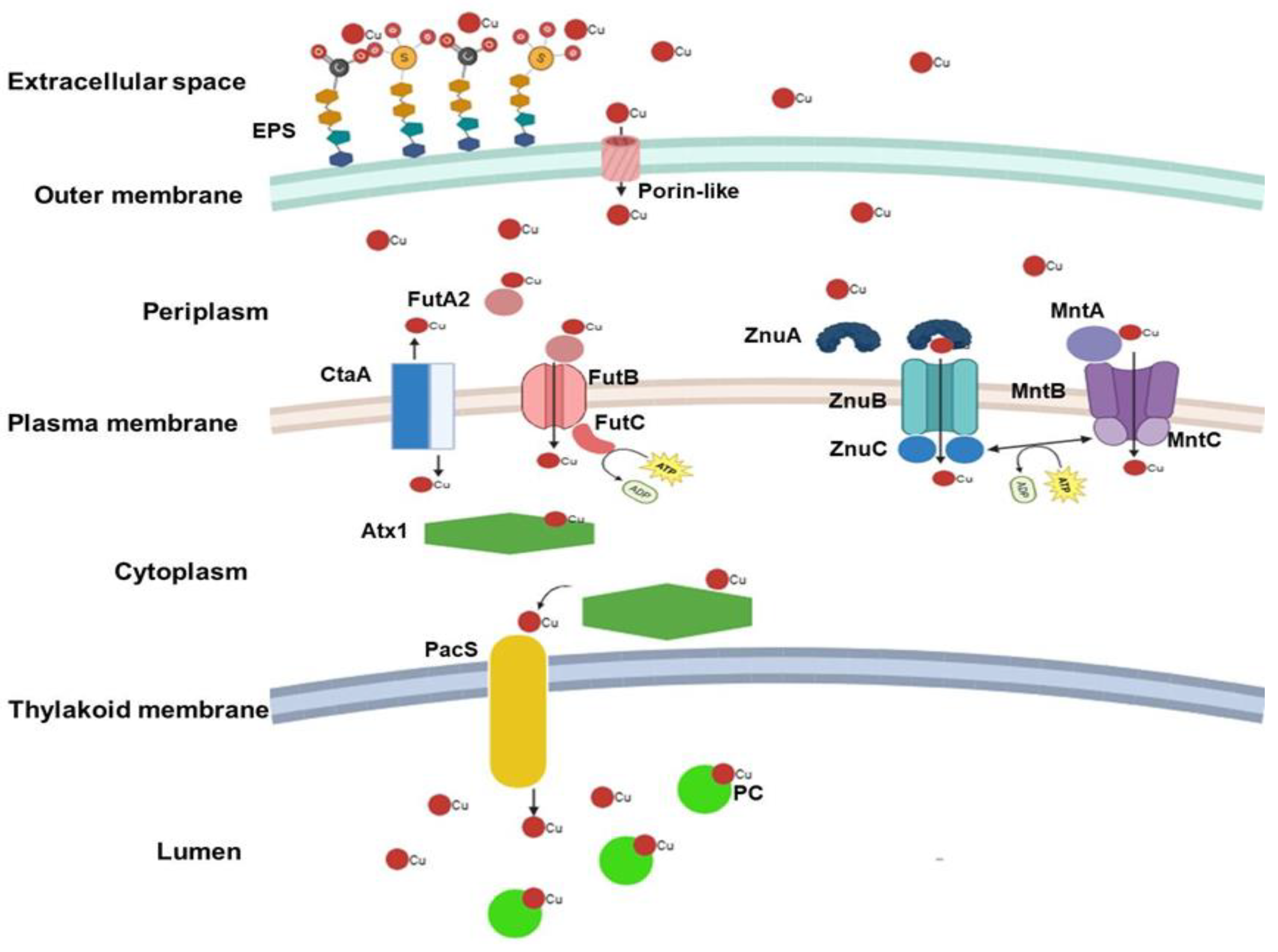 Preprints 162040 g001