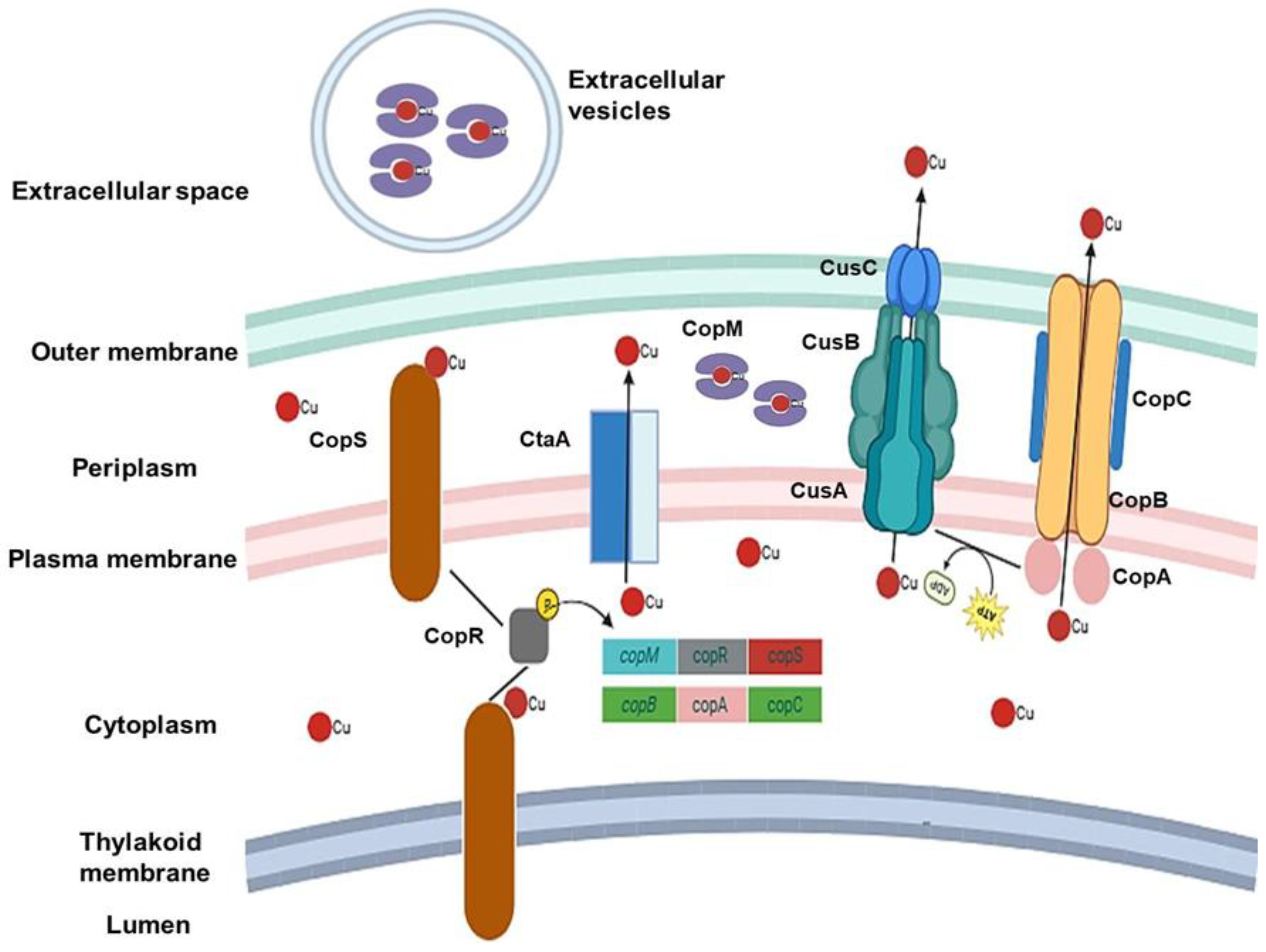 Preprints 162040 g002