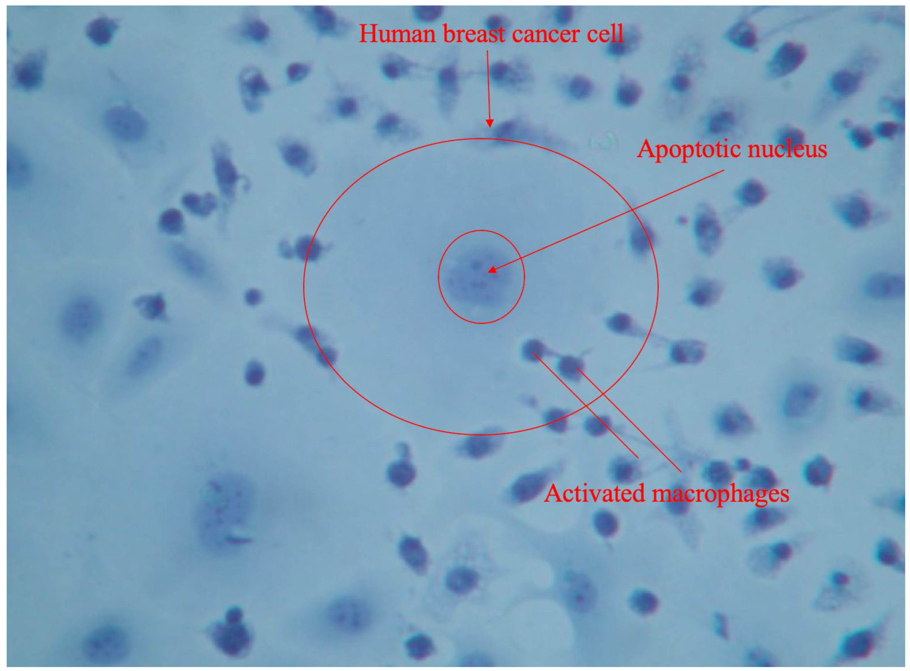Preprints 100164 g004