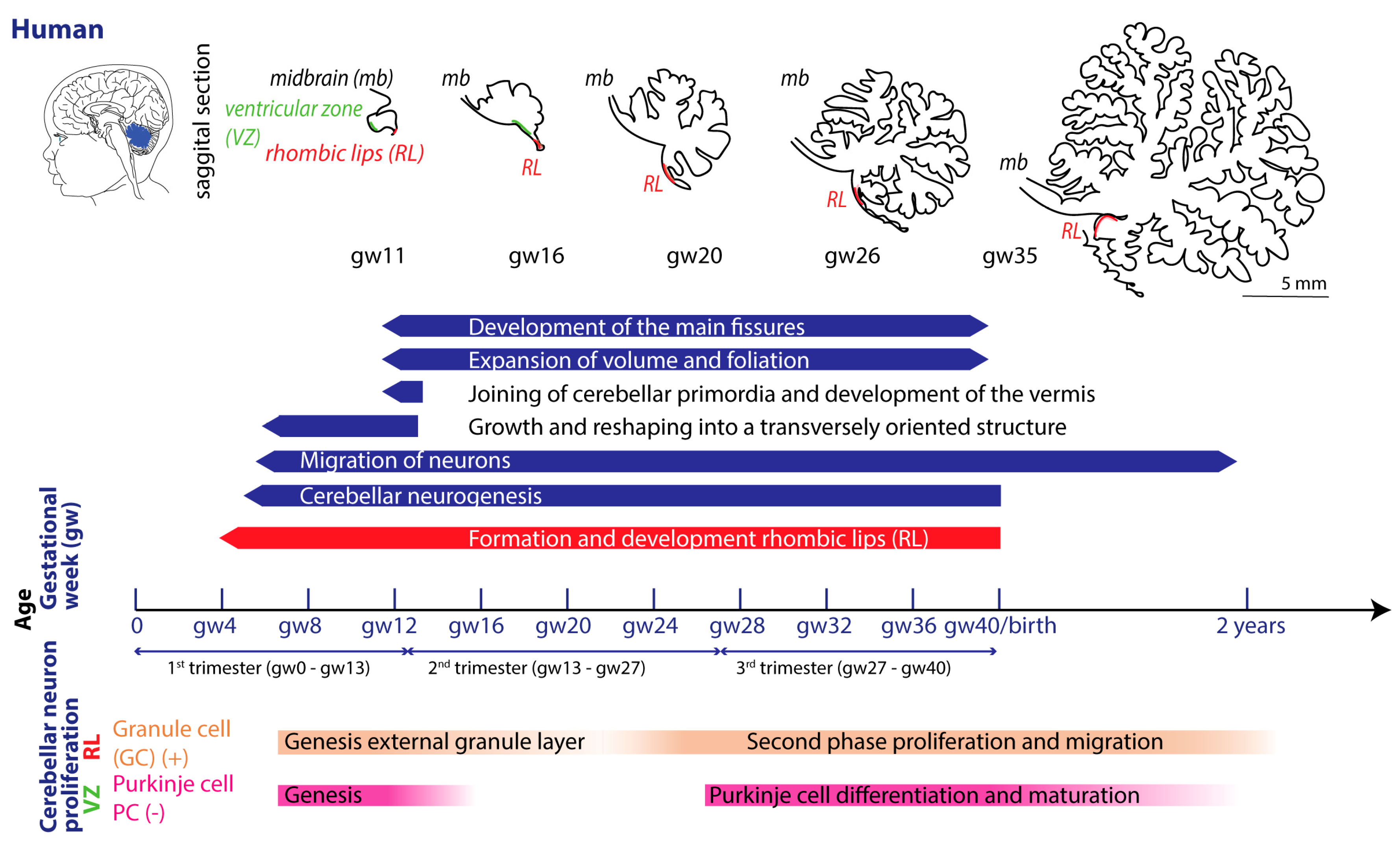 Preprints 138680 g002