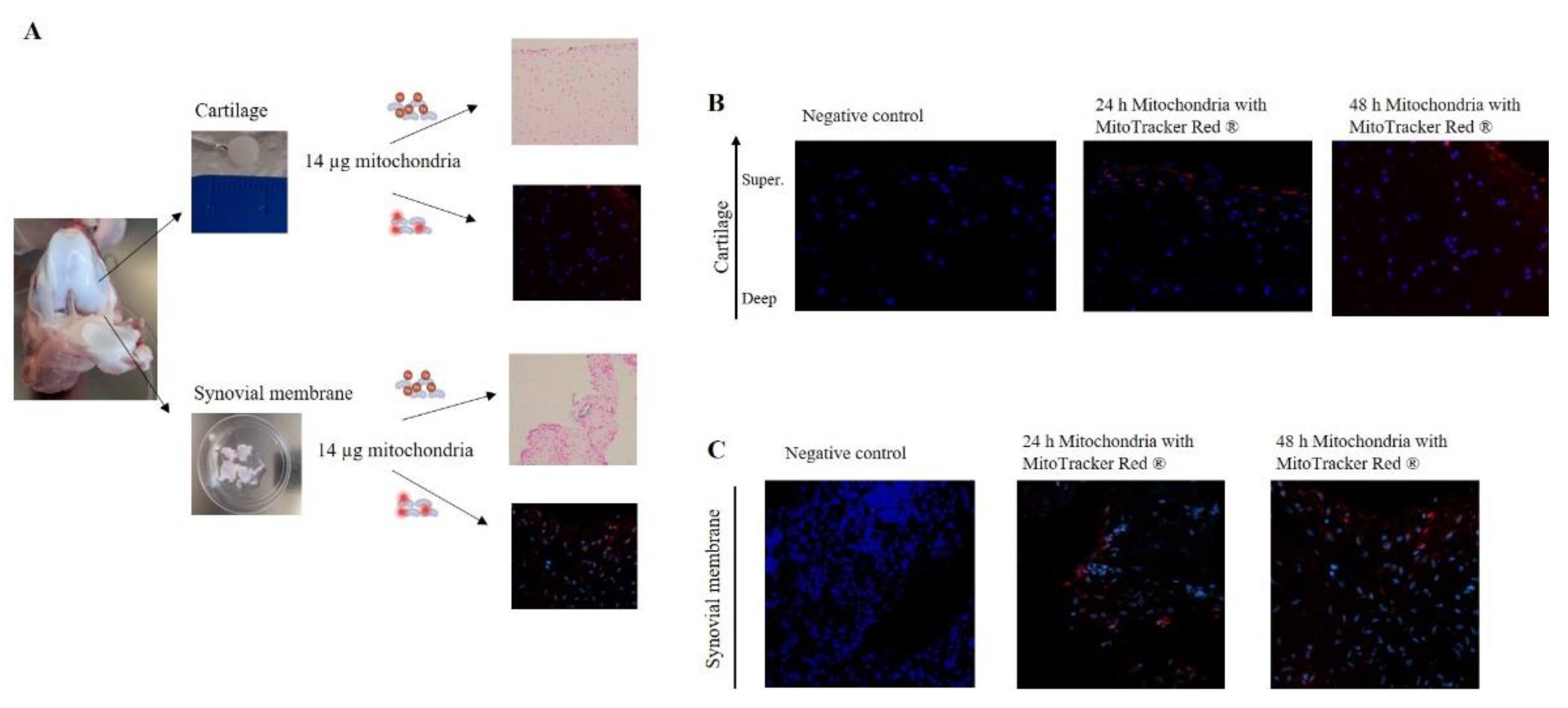 Preprints 139773 g003