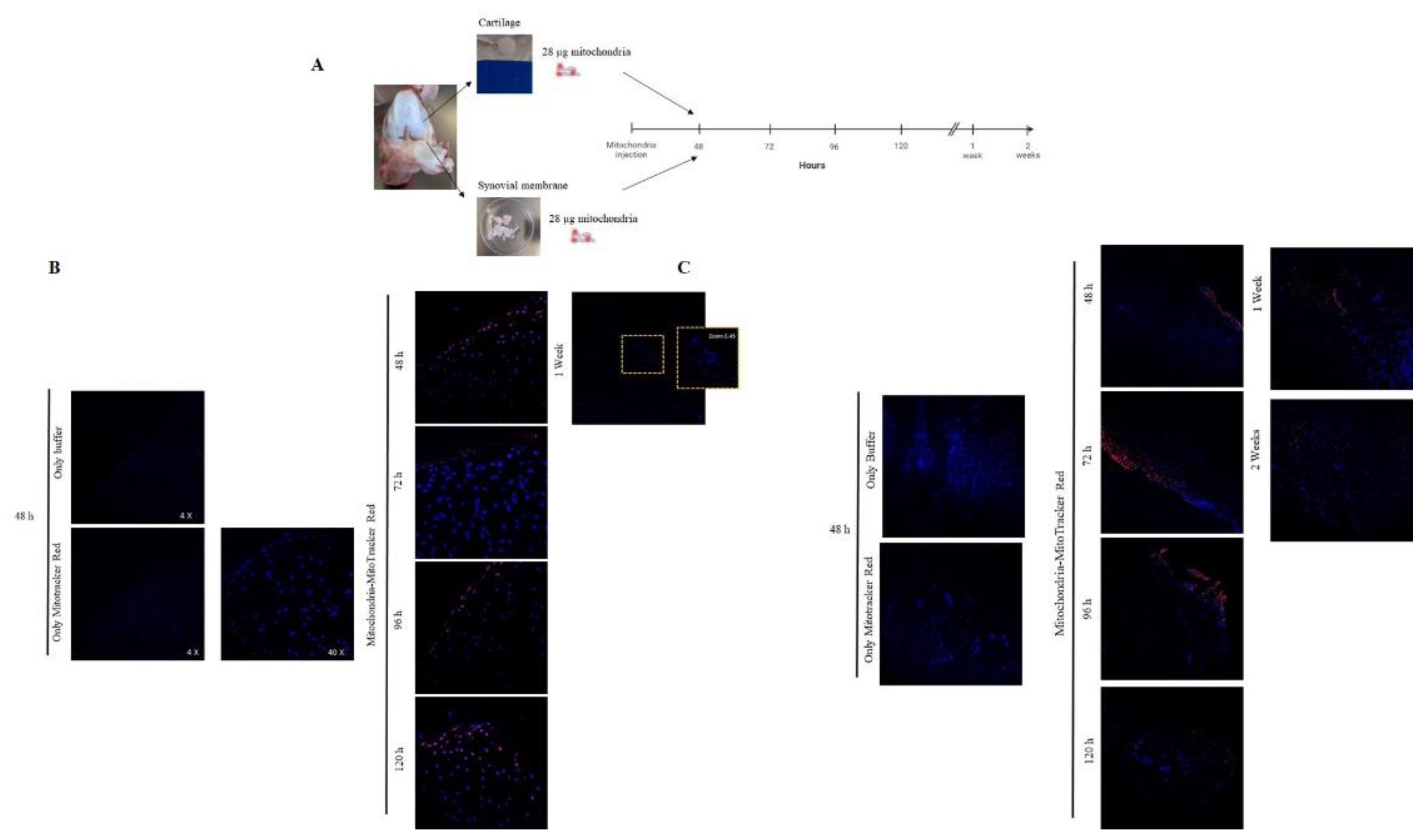 Preprints 139773 g004