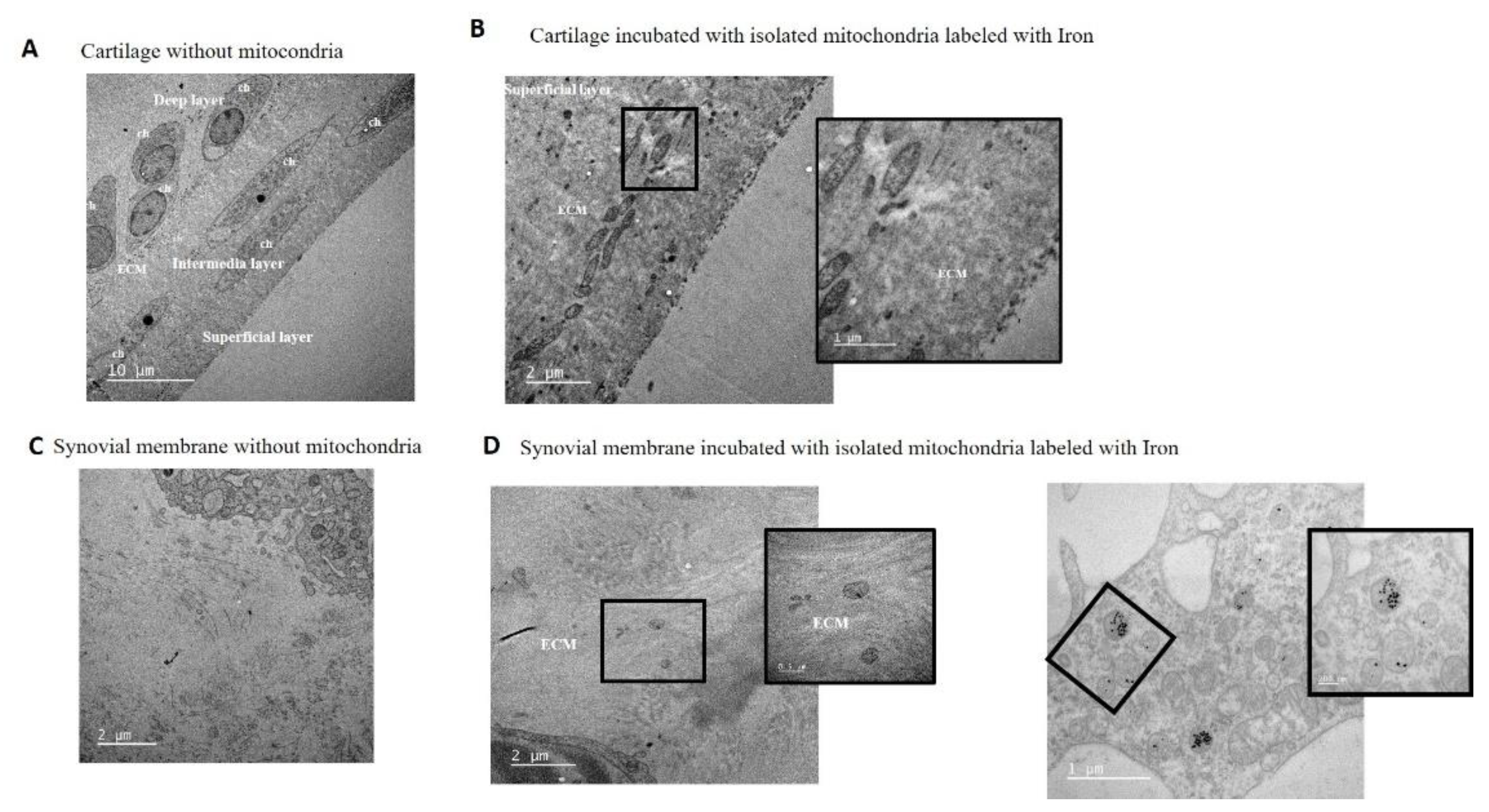 Preprints 139773 g005