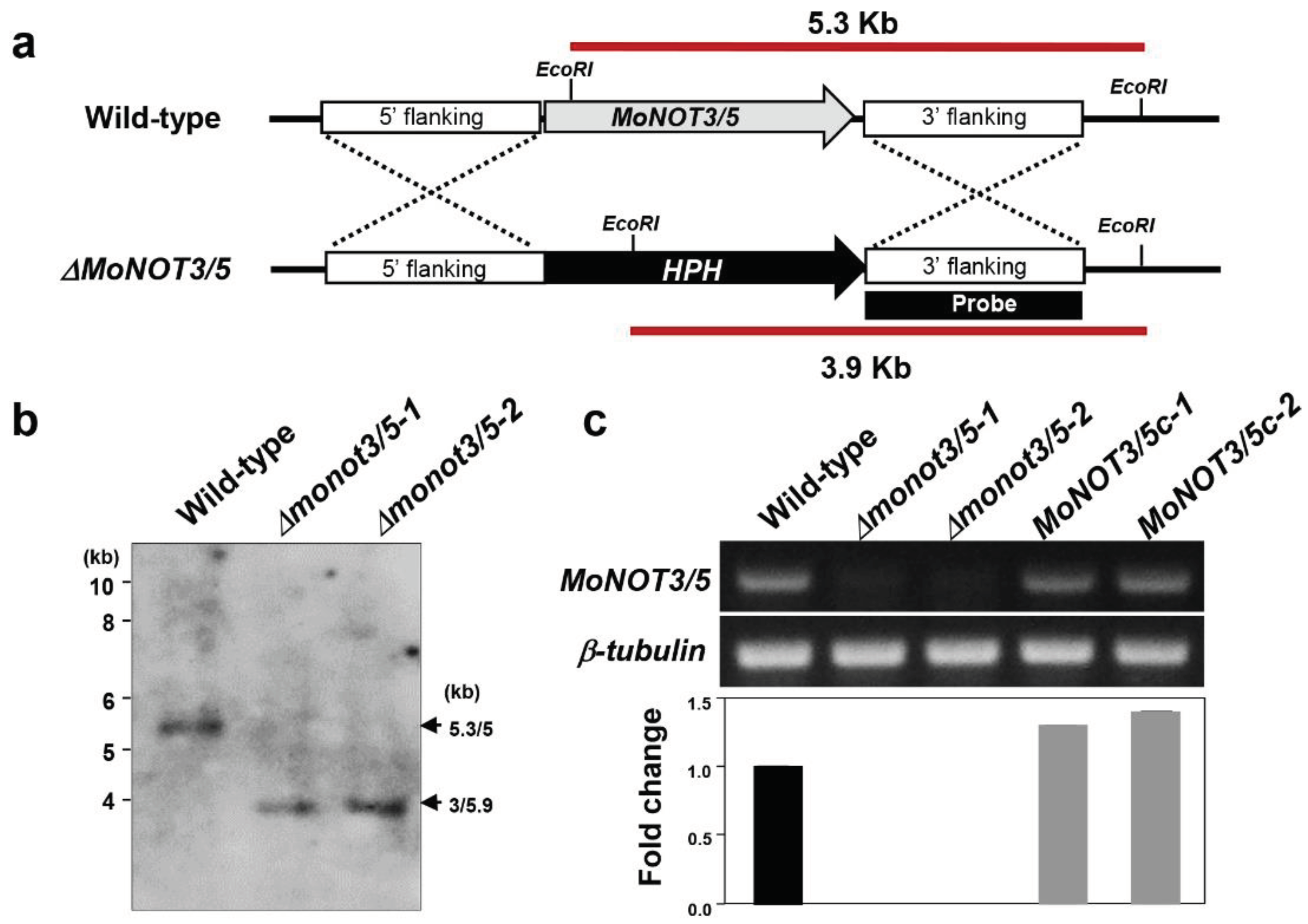 Preprints 98969 g002