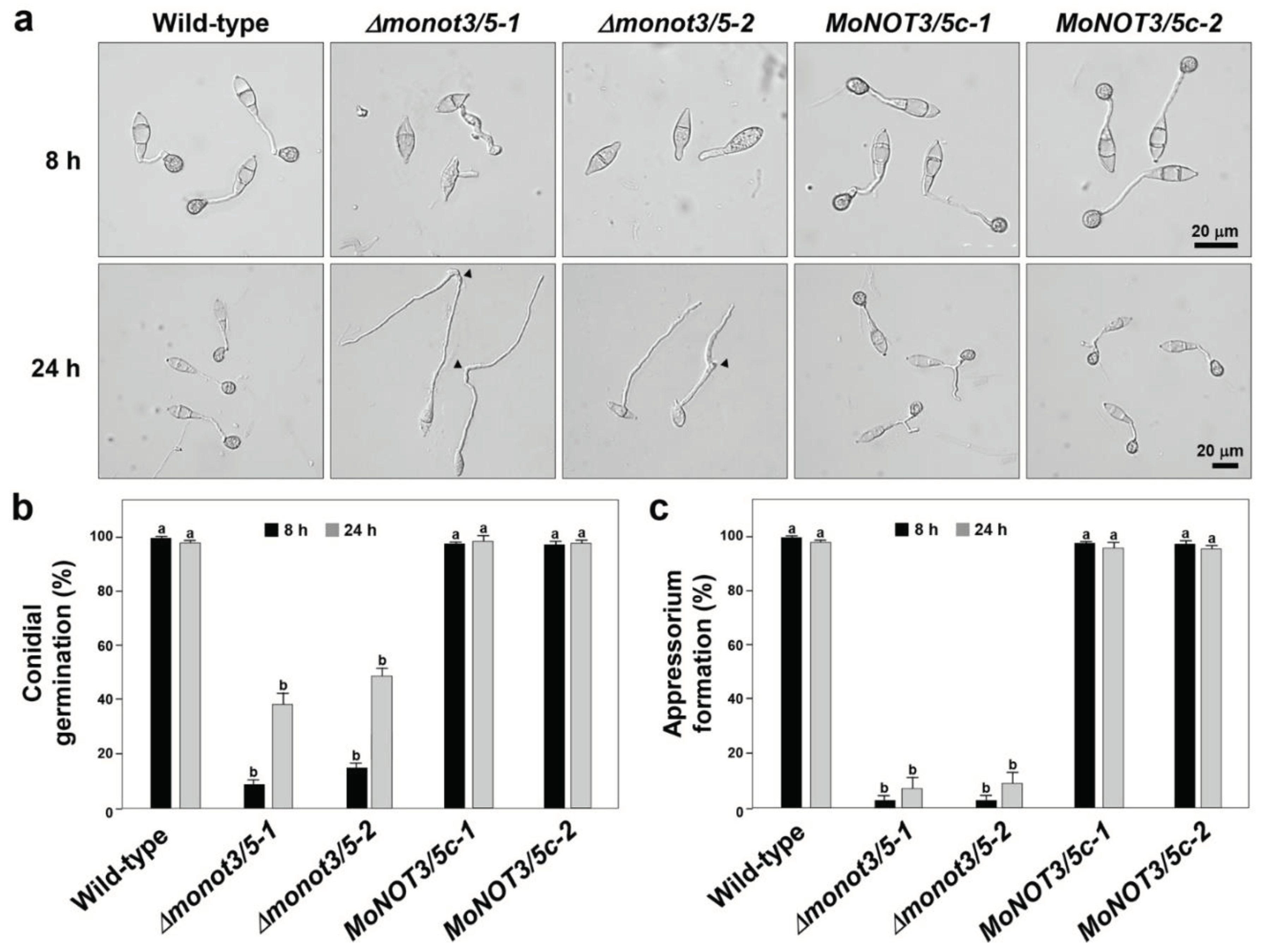 Preprints 98969 g005