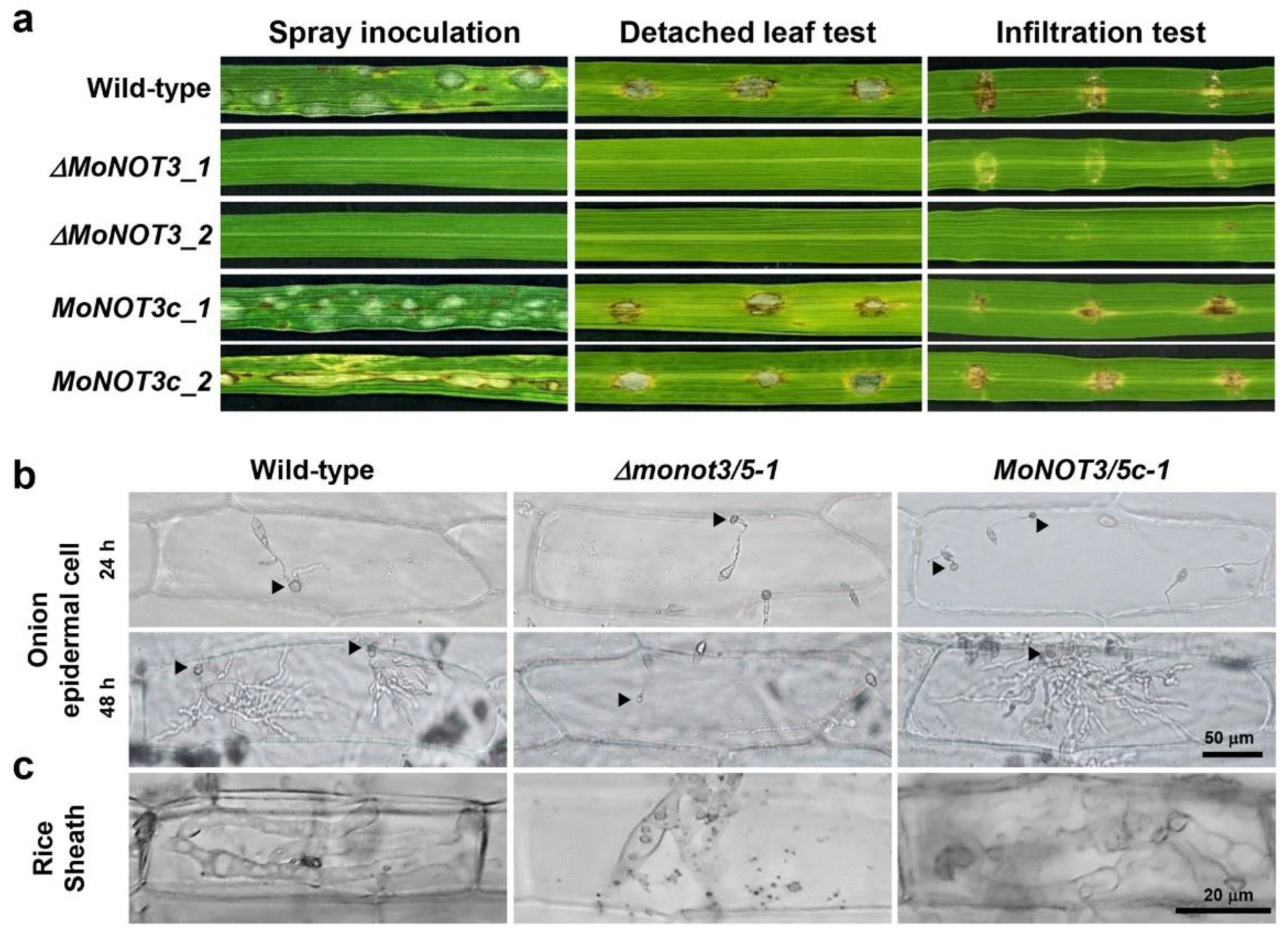 Preprints 98969 g006