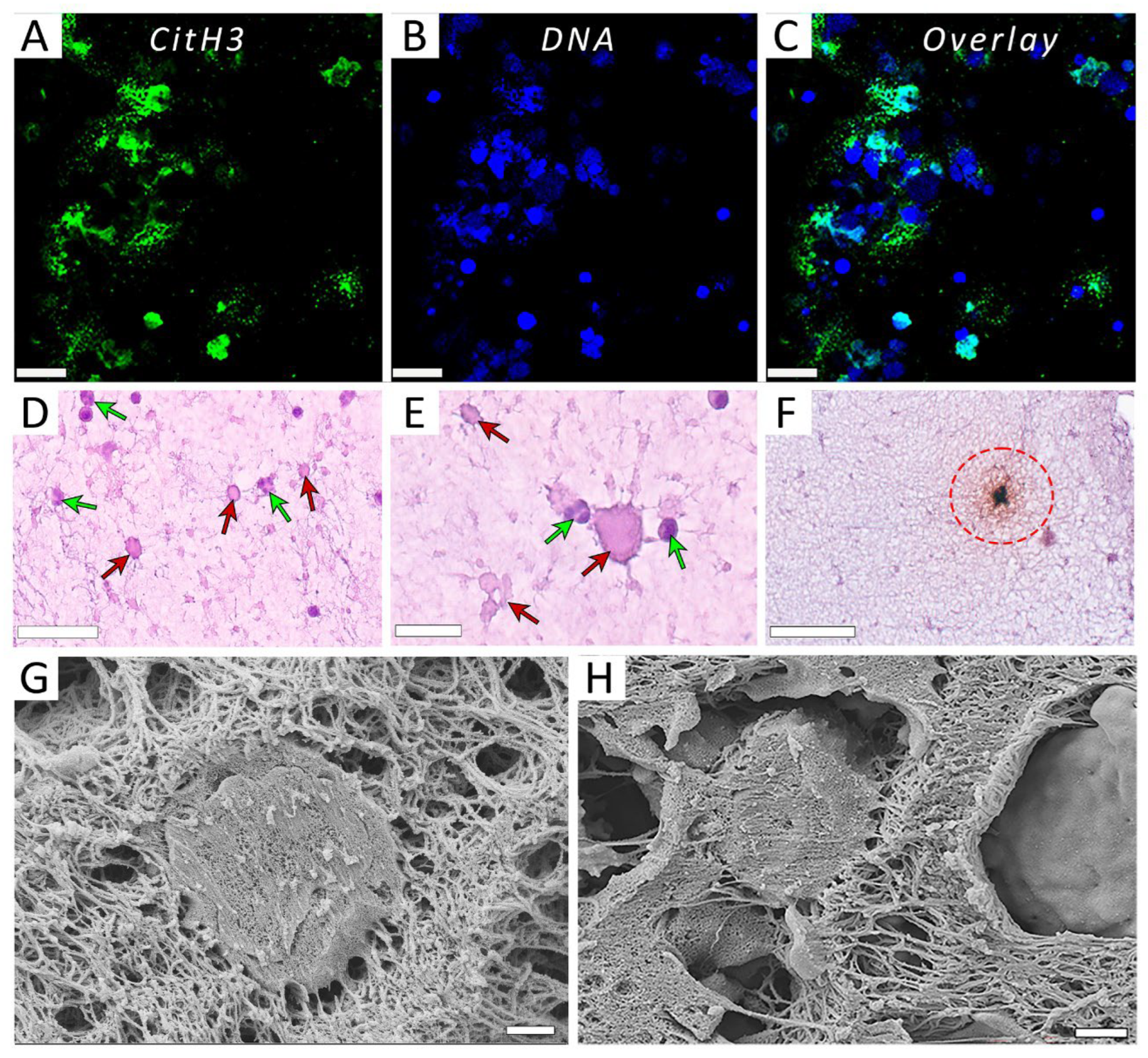 Preprints 185899 g002