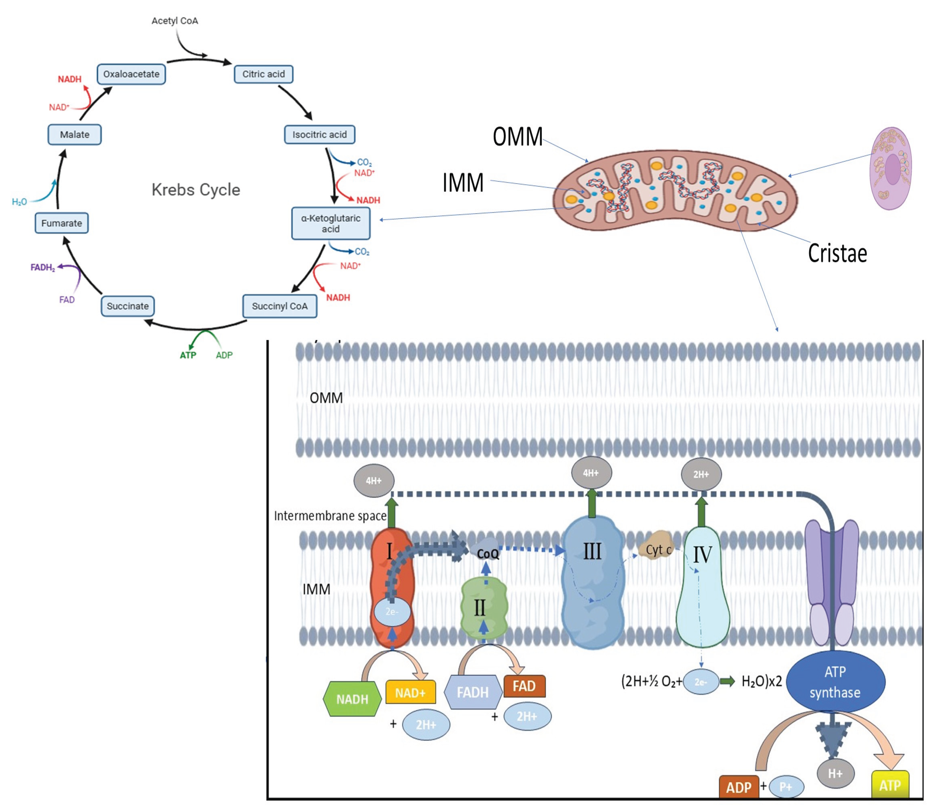 Preprints 162195 g001