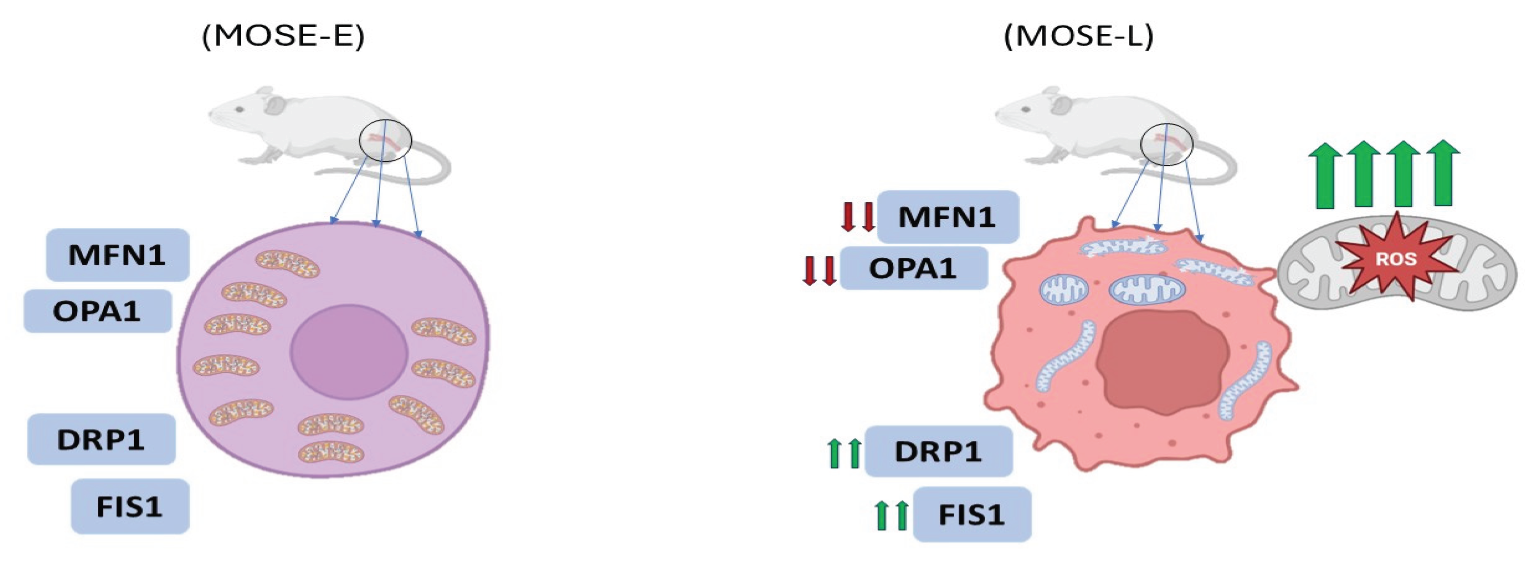 Preprints 162195 g002