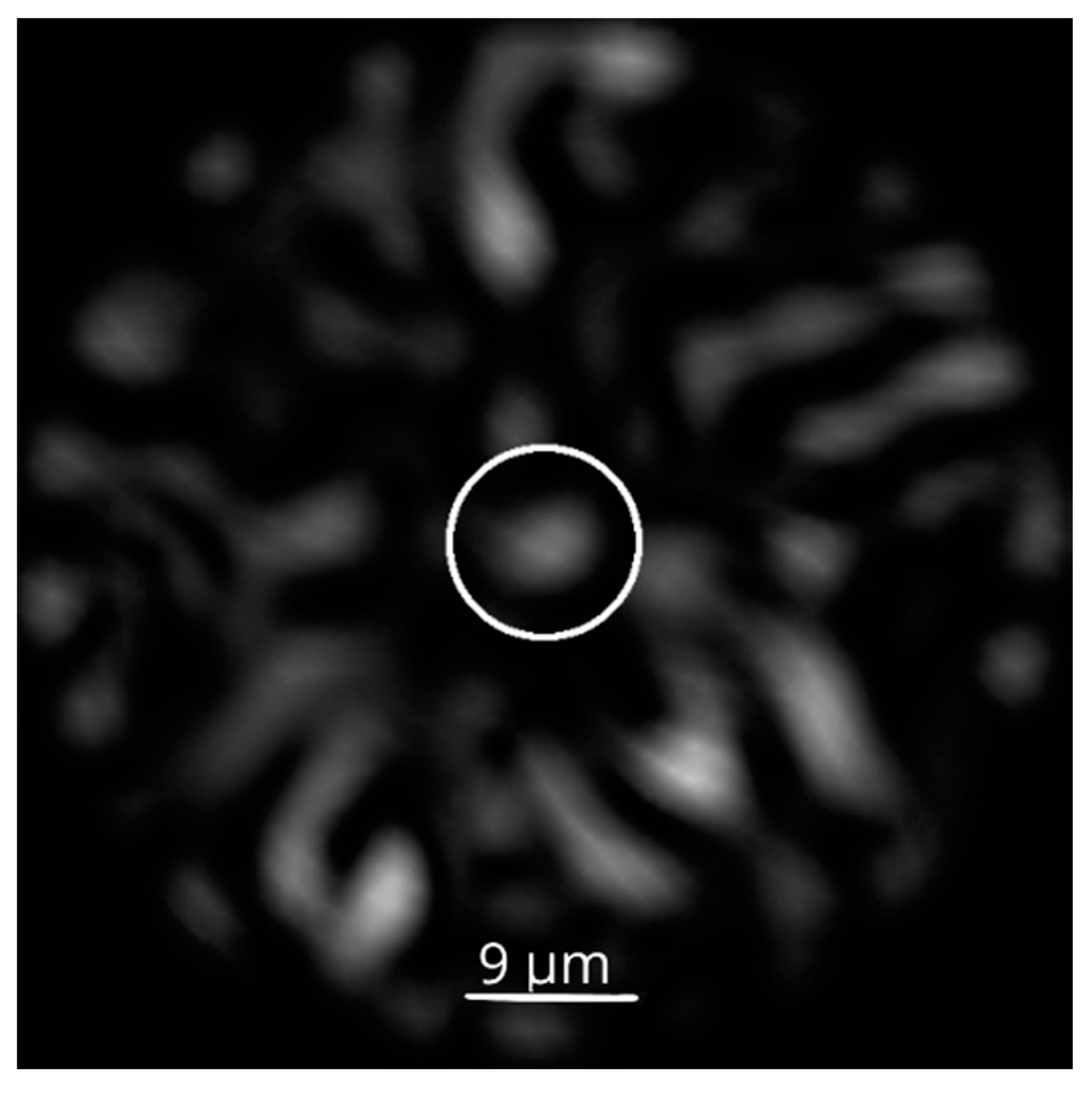 Preprints 101472 g001