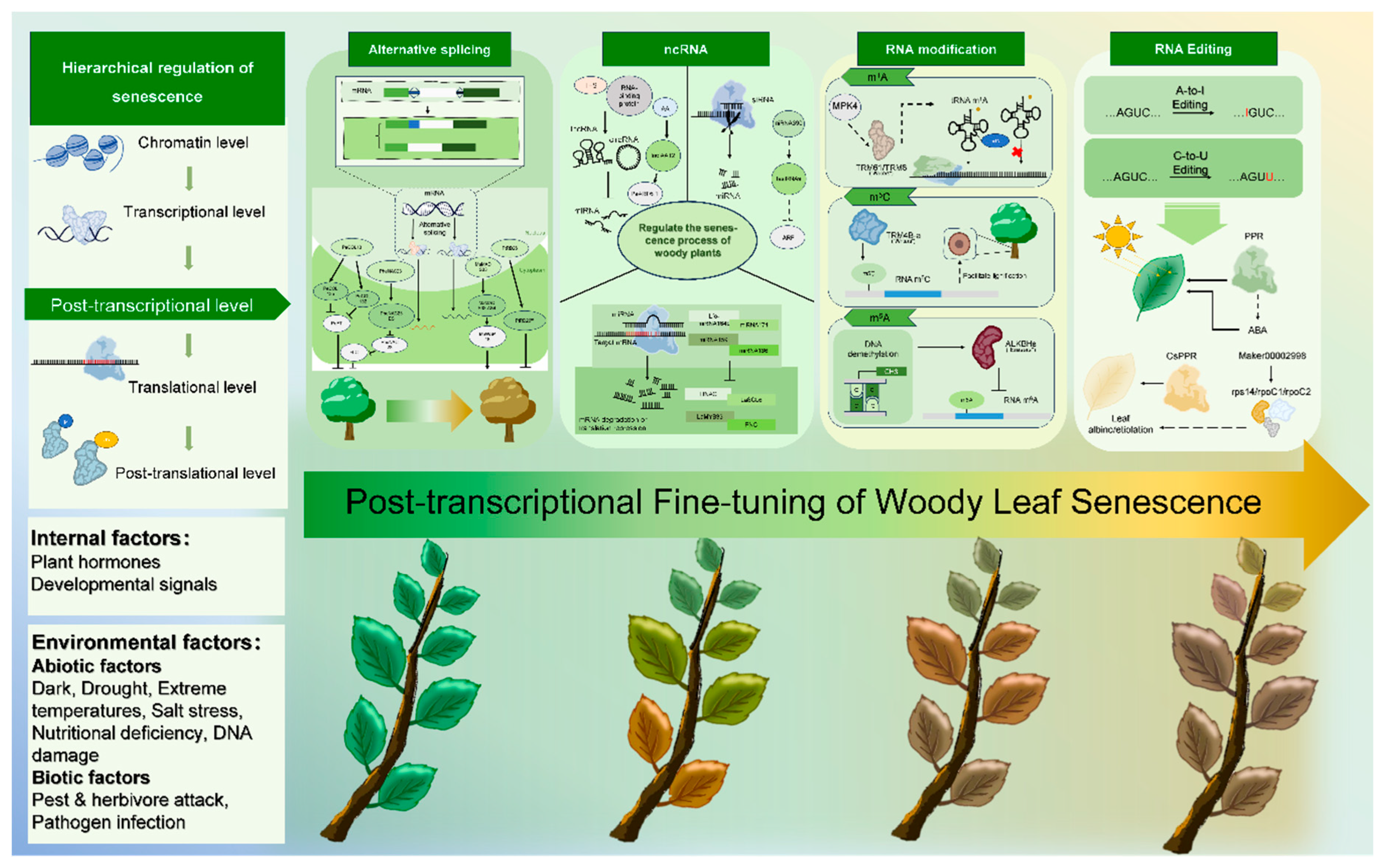 Post-Transcriptional Fine-Tuning of Woody Leaf Senescence: From