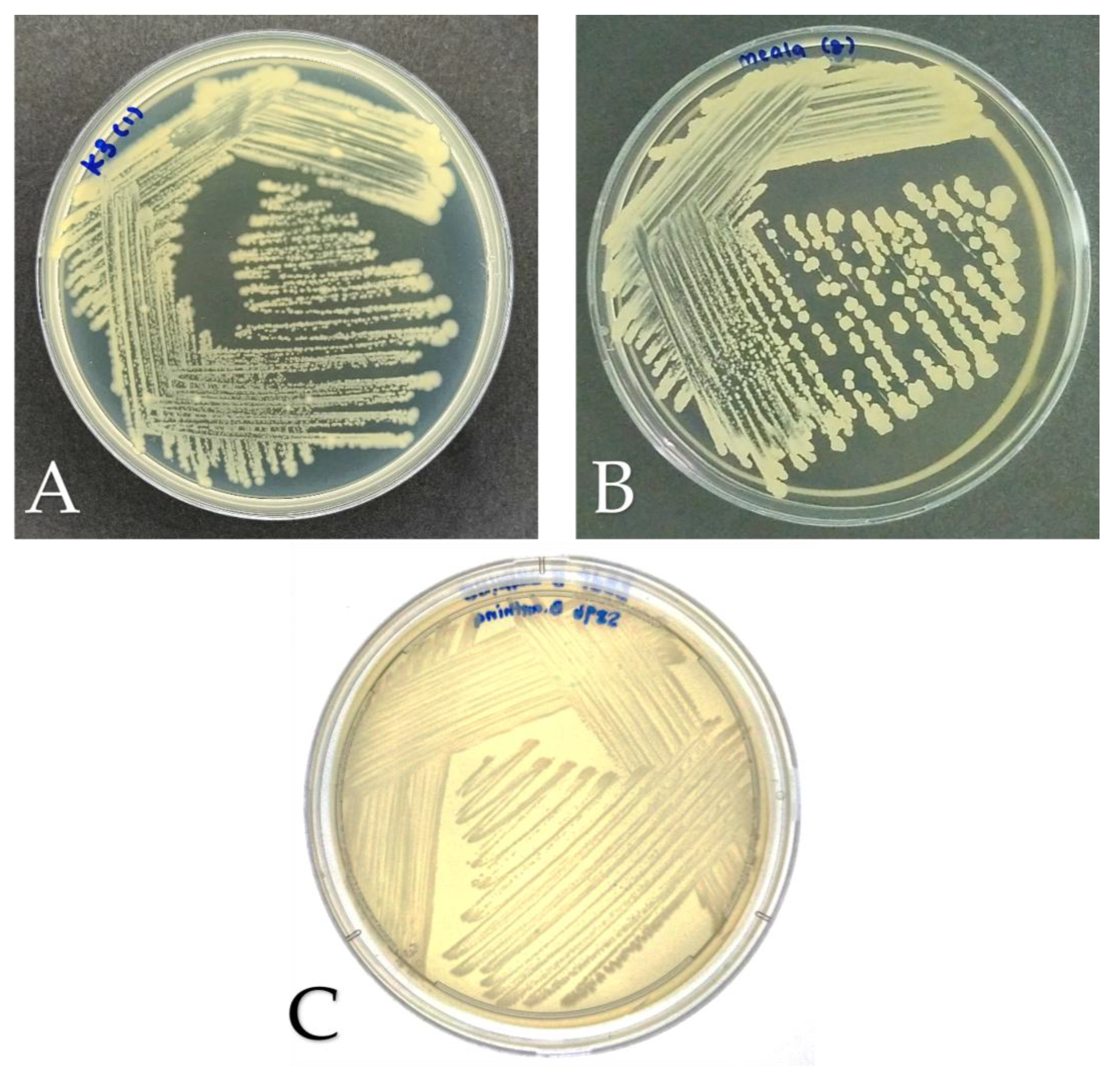 Preprints 188231 g001
