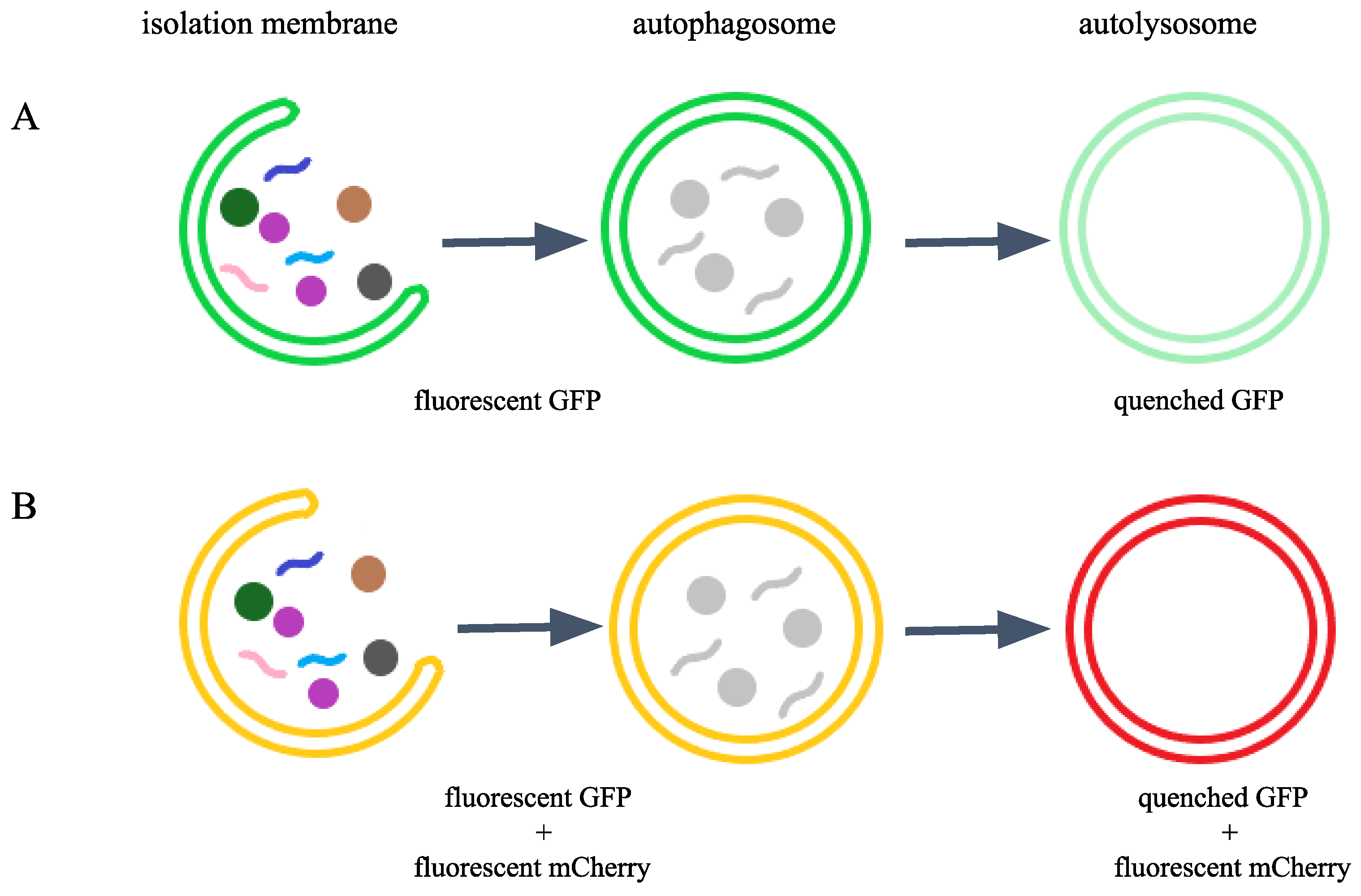 Preprints 180165 g001