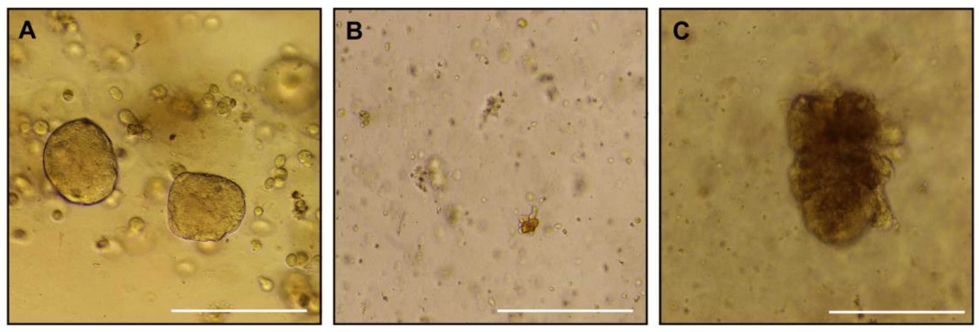 Preprints 189511 g003