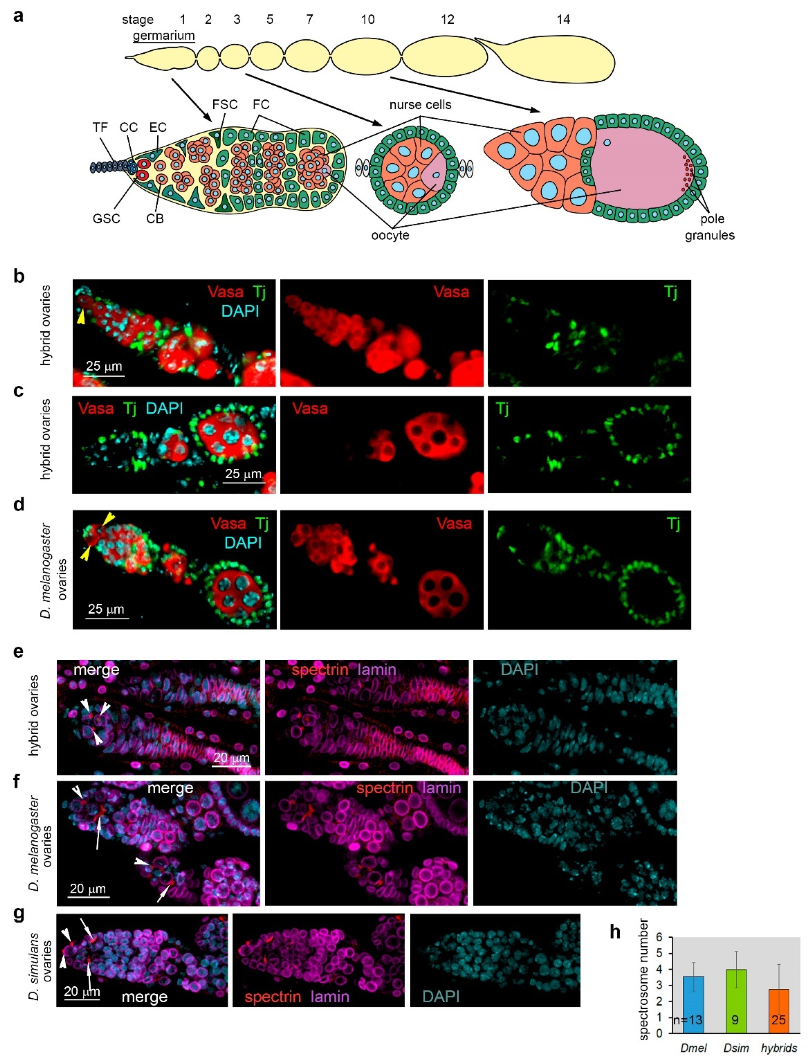 Preprints 104457 g001