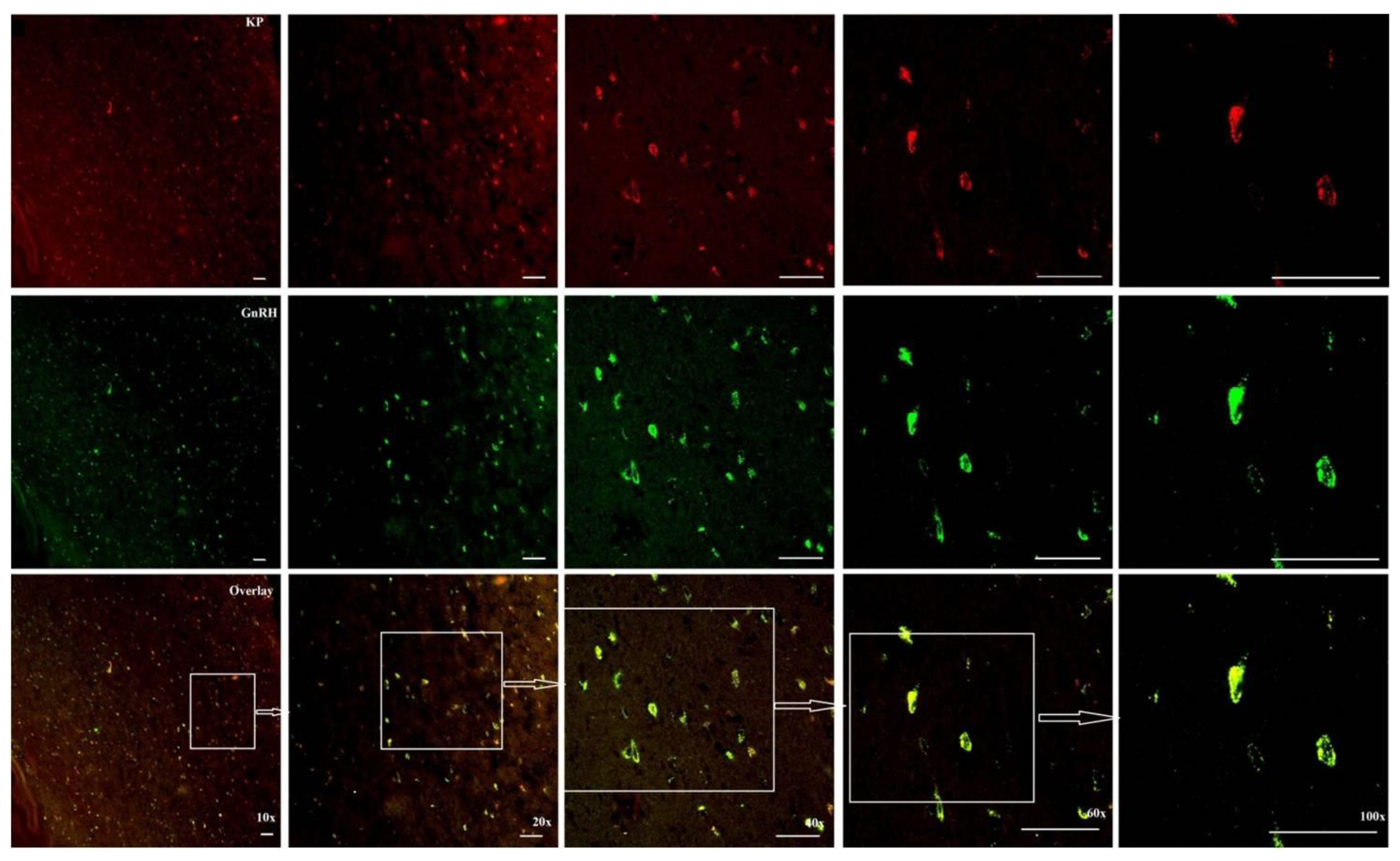 Preprints 164010 g008