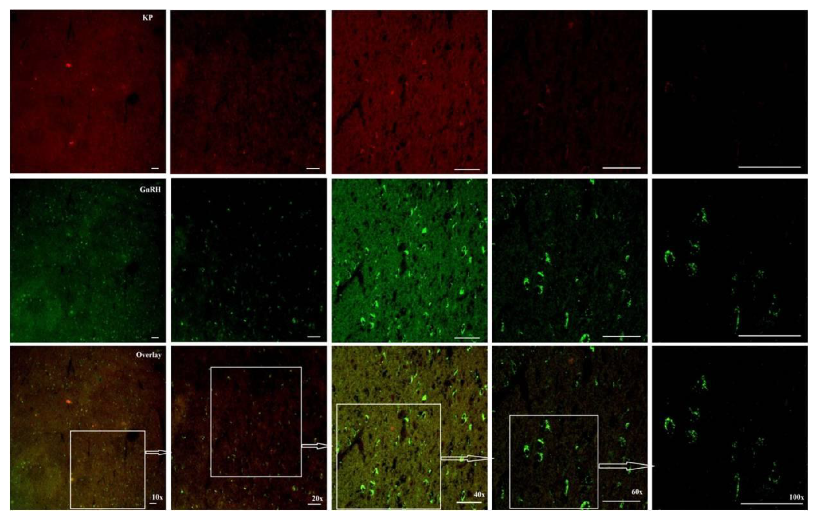 Preprints 164010 g009